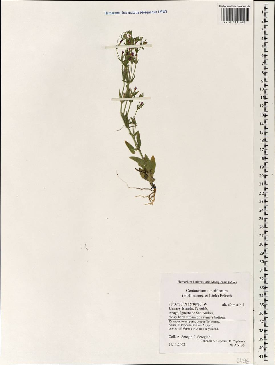 Centaurium tenuiflorum, Africa (AFR) (Spain)