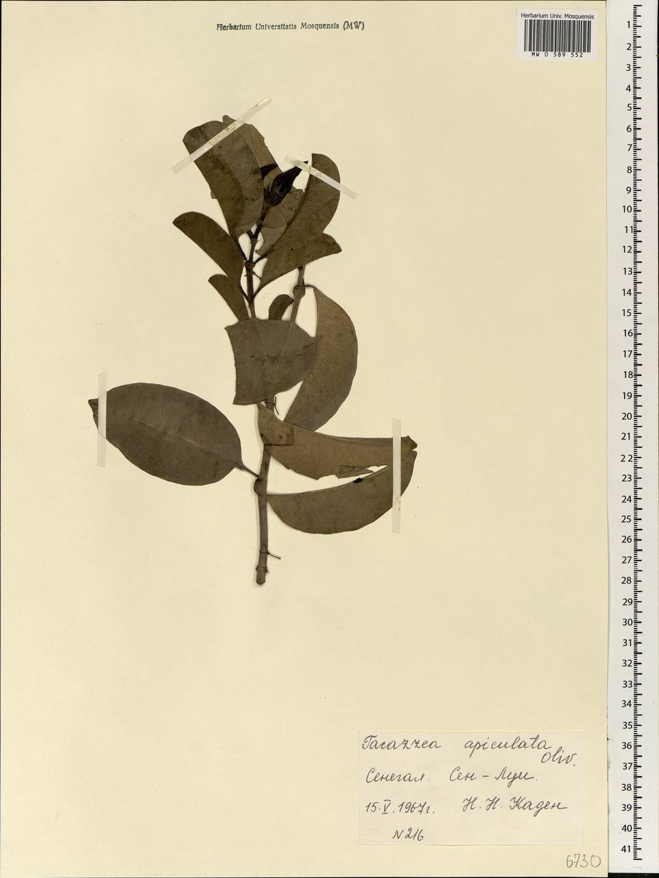 Tacazzea apiculata Oliv., Africa (AFR) (Senegal)