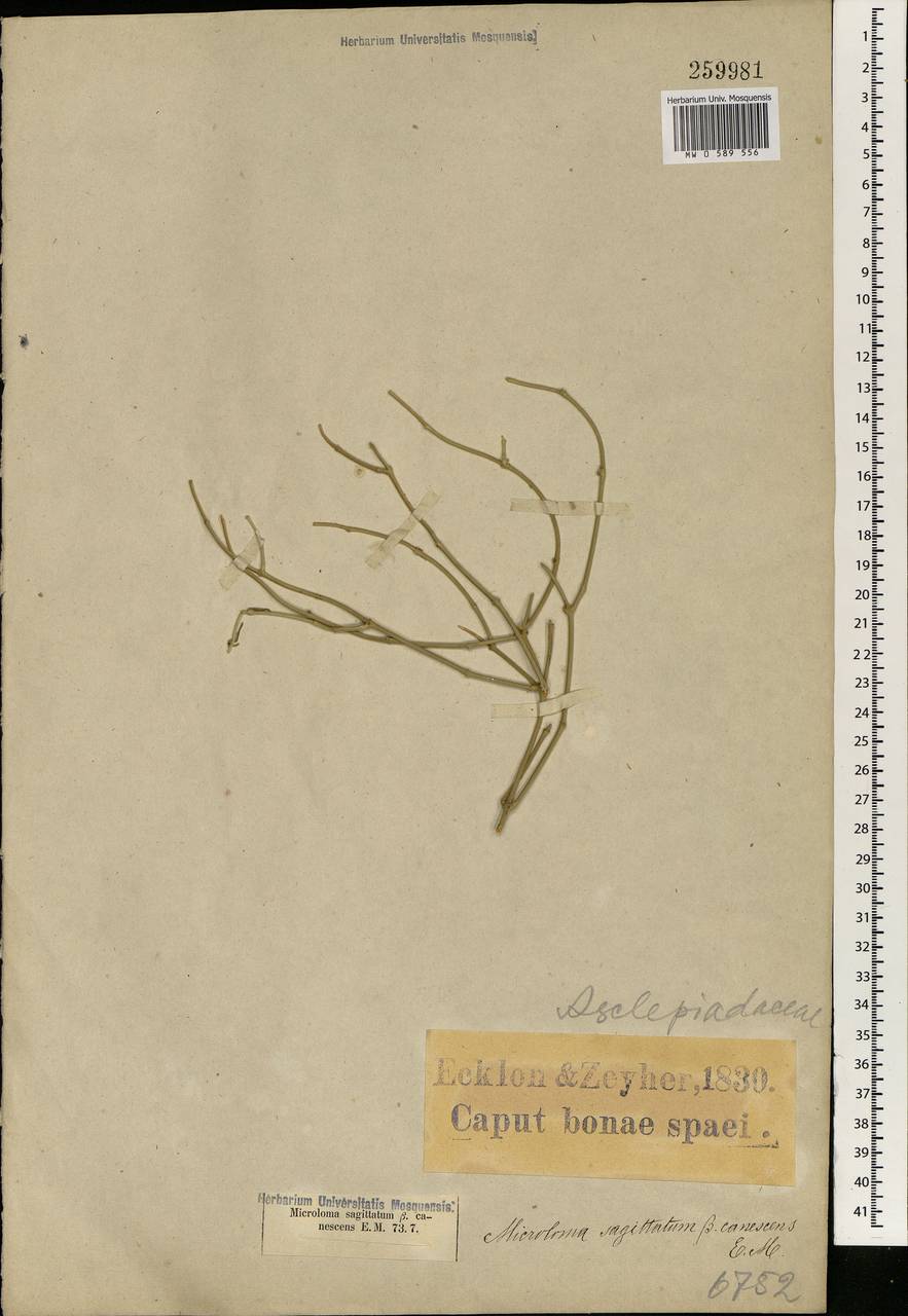 Microloma sagittatum (L.) R. Br., Africa (AFR) (South Africa)