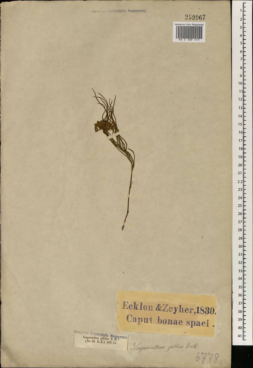 Asclepias gibba (E. Mey.) Schltr., Africa (AFR) (South Africa)
