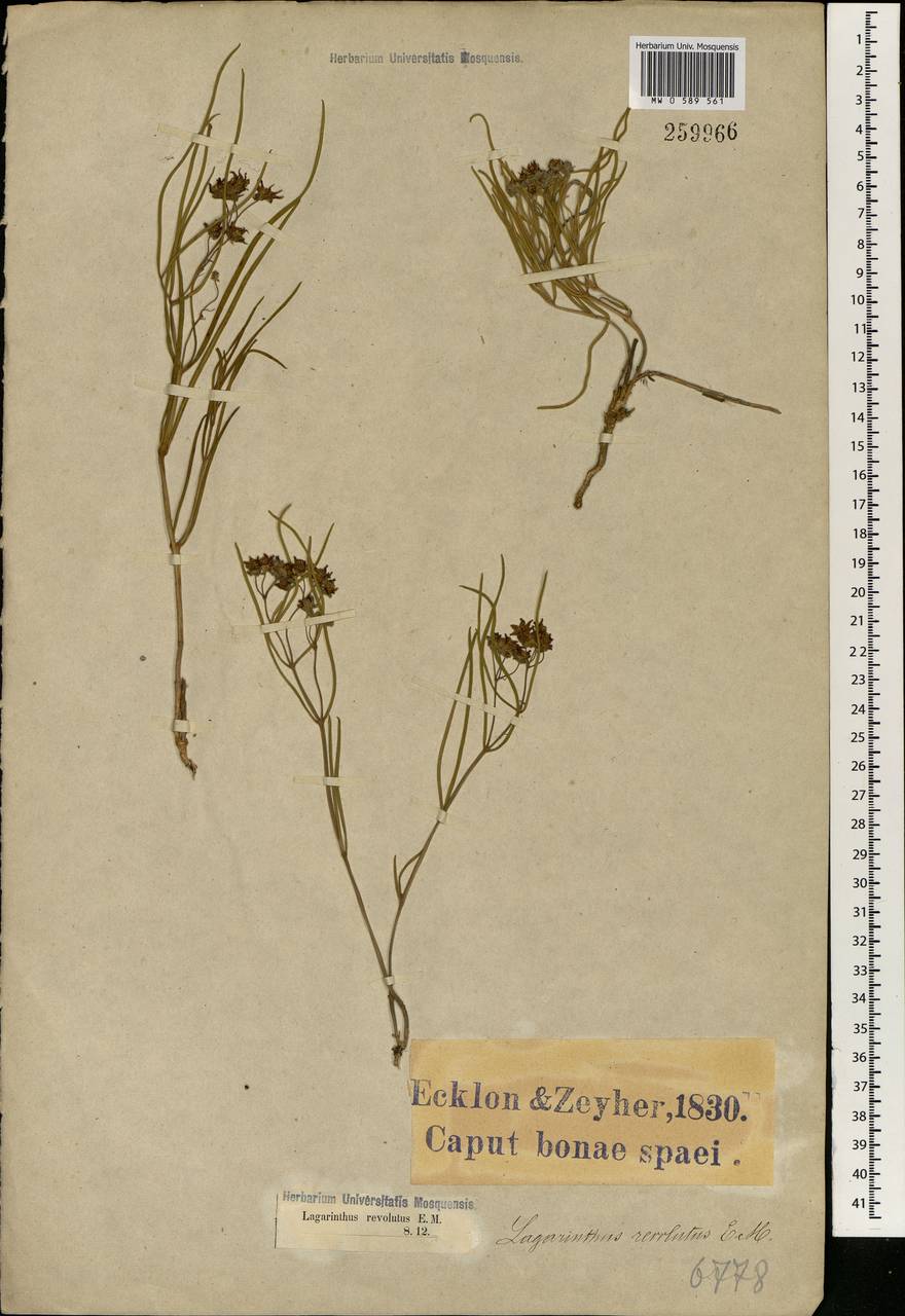 Asclepias stellifera Schltr., Africa (AFR) (South Africa)