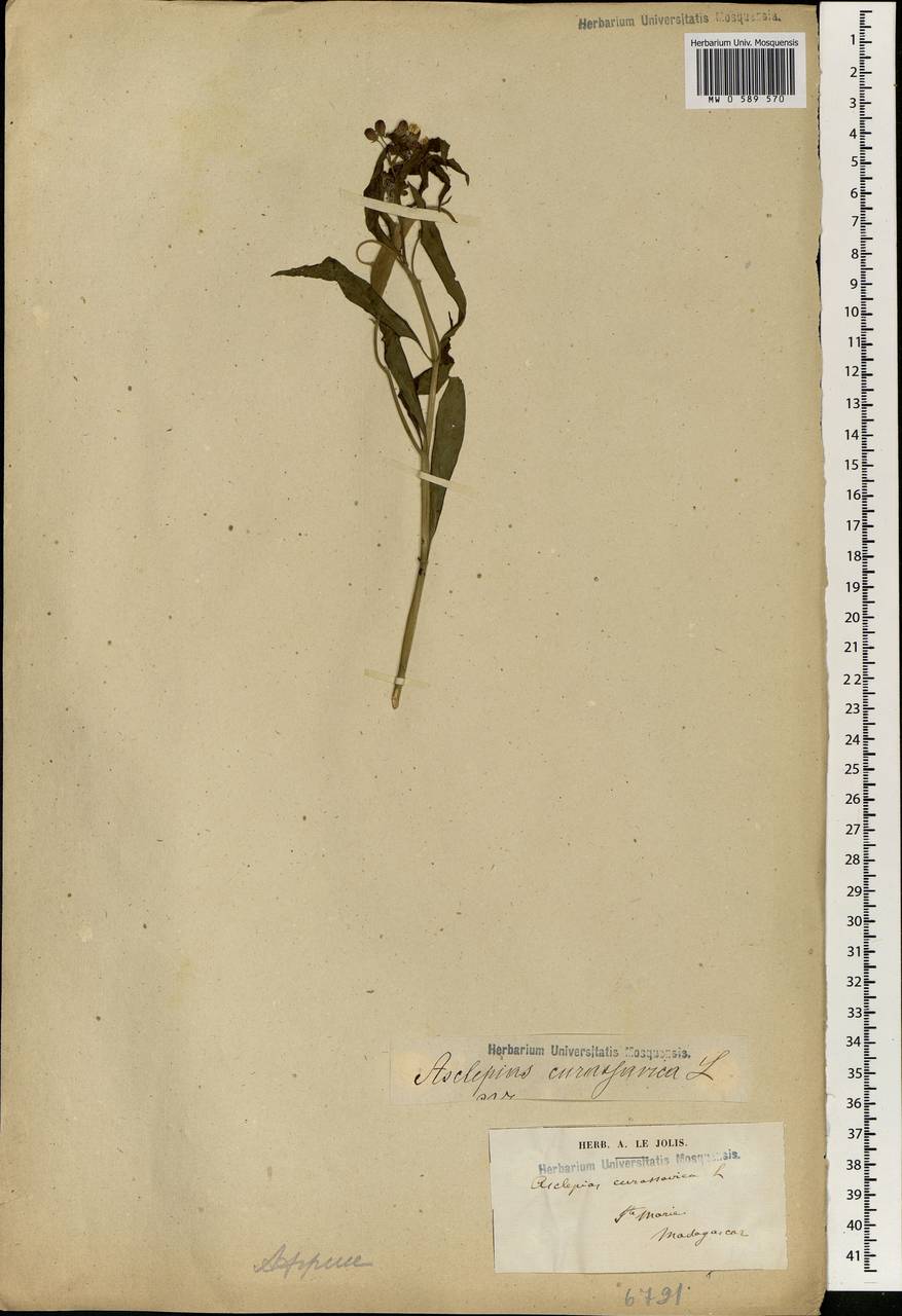 Asclepias curassavica L., Africa (AFR) (Madagascar)