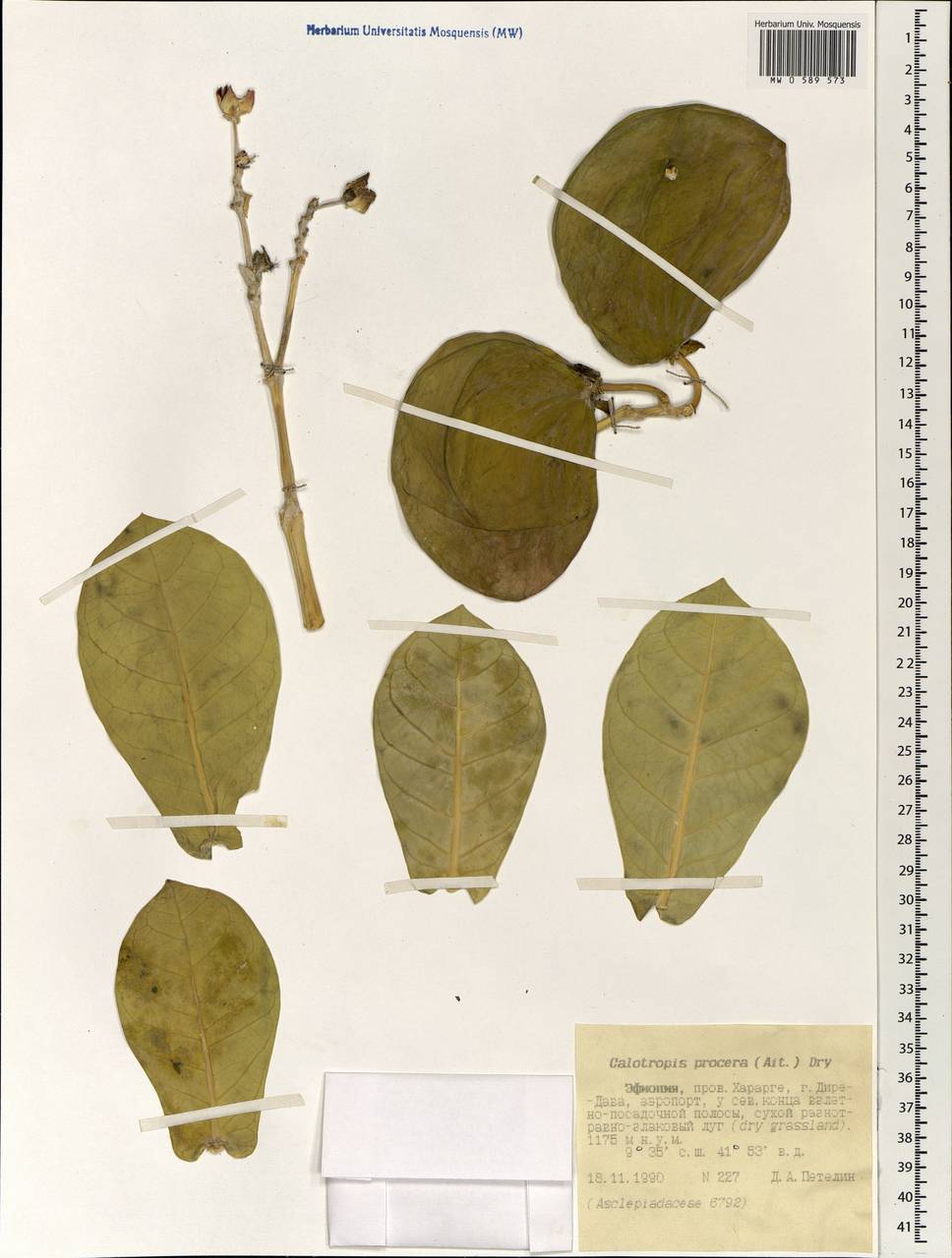 Calotropis procera (Ait.) Ait. fil., Africa (AFR) (Ethiopia)
