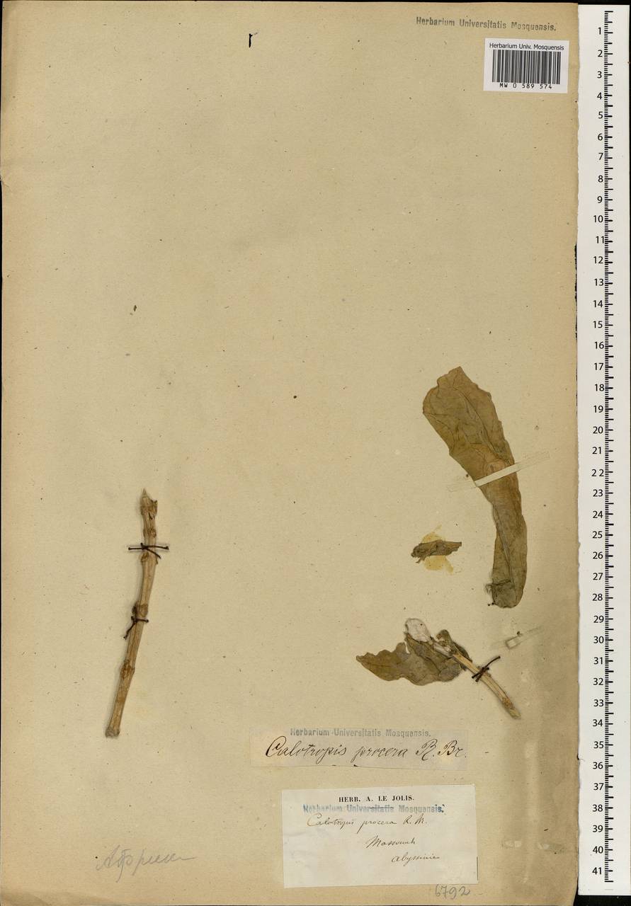 Calotropis procera (Aiton) W.T.Aiton, Africa (AFR) (Eritrea)