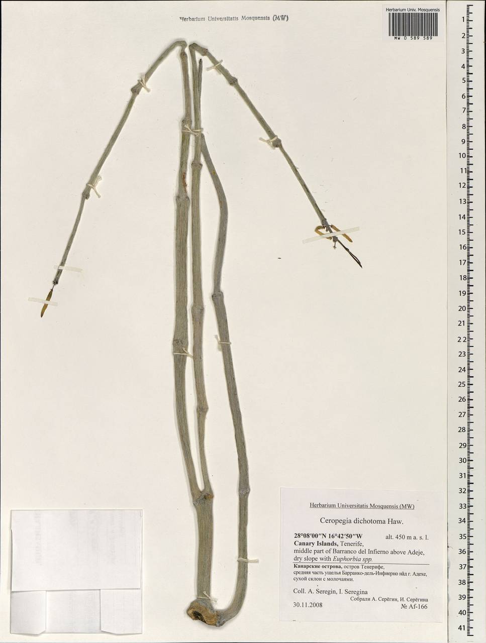 Ceropegia dichotoma Haw., Africa (AFR) (Spain)
