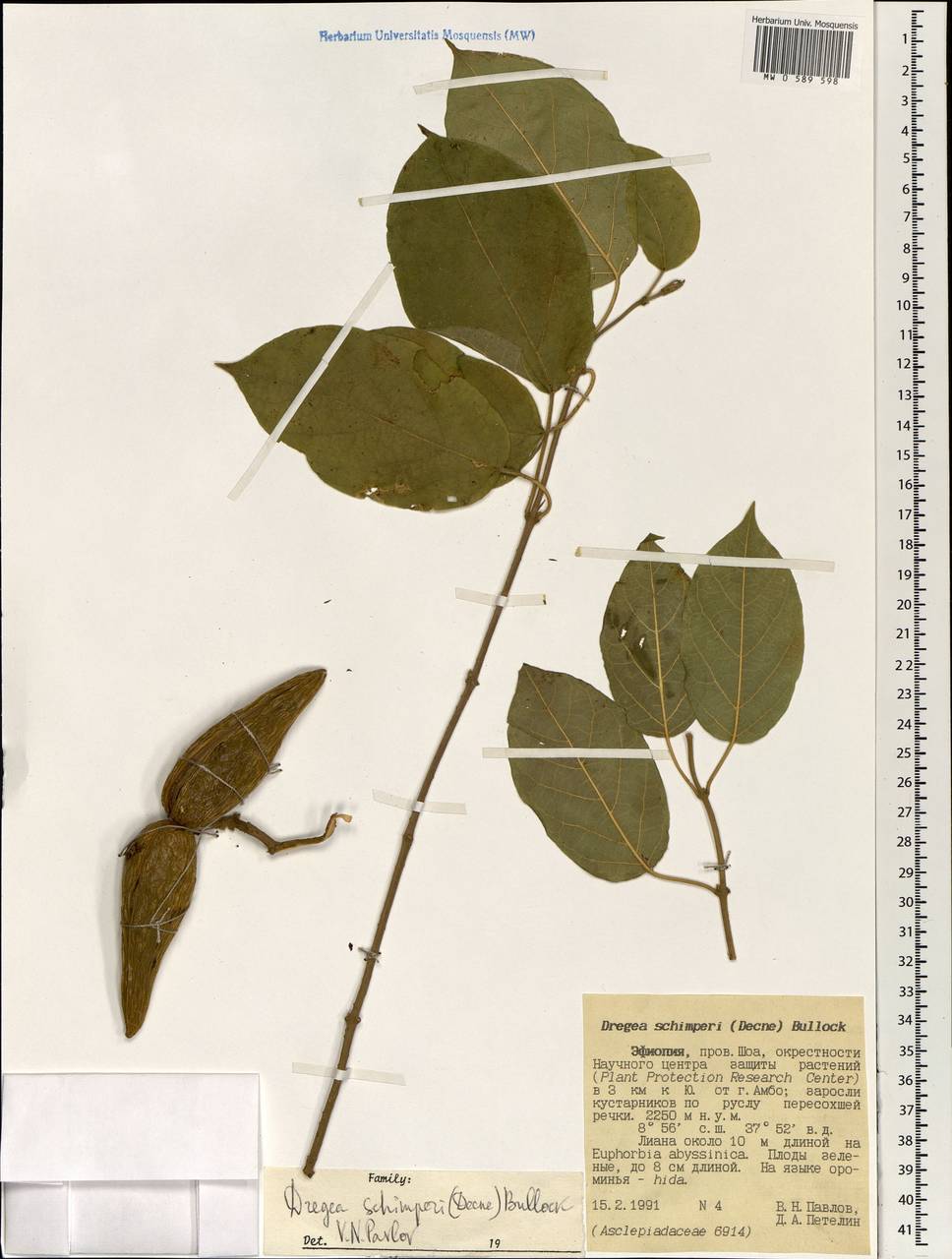 Stephanotis schimperi (Decne.) S. Reuss, Liede & Meve, Africa (AFR) (Ethiopia)