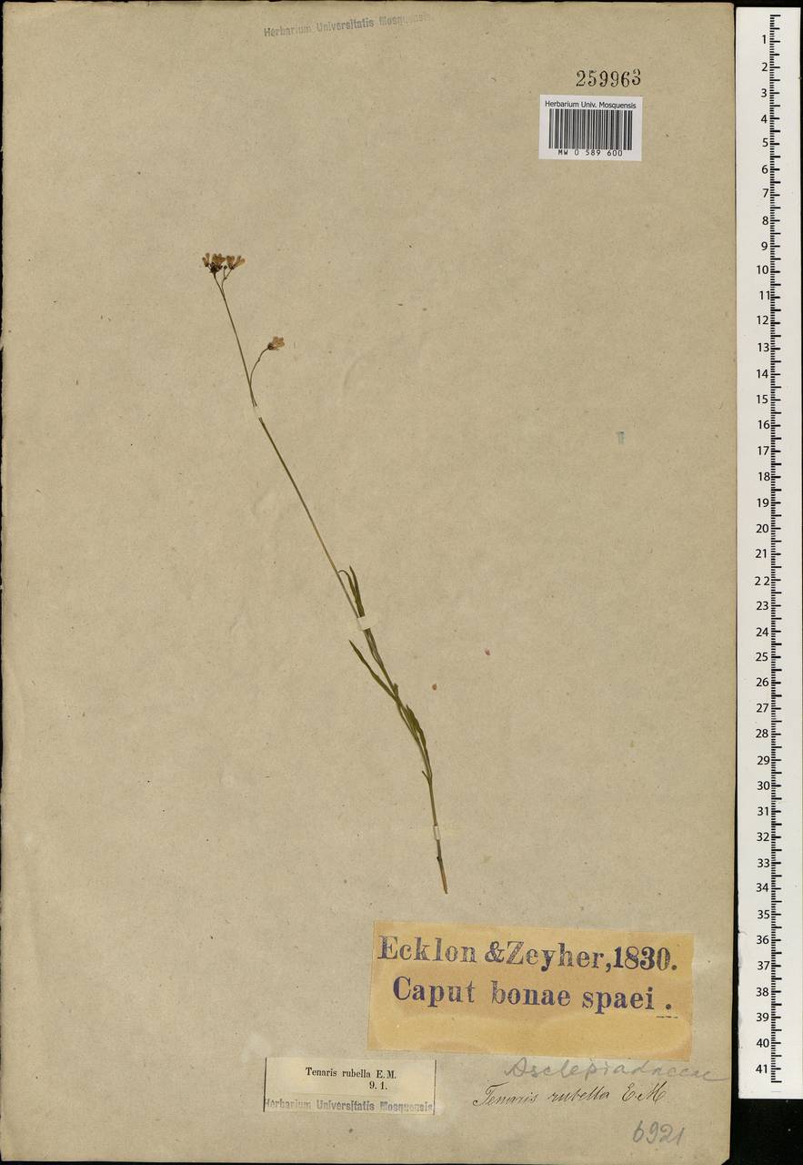 Brachystelma rubellum (E. Mey.) R. Peckover, Africa (AFR) (South Africa)