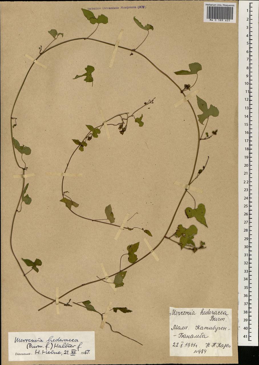 Merremia hederacea (Burm. fil.) Hallier fil., Africa (AFR) (Mali)