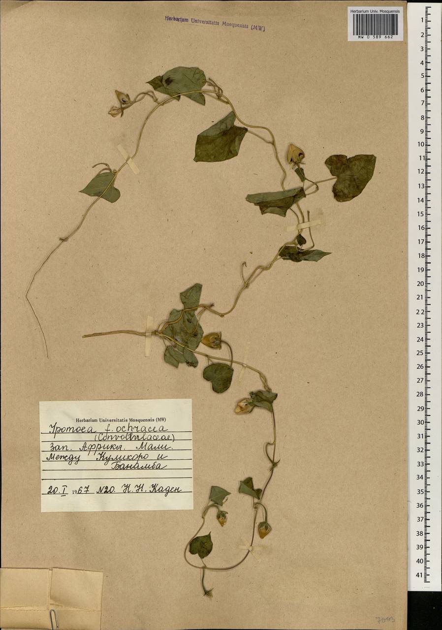 Ipomoea ochracea (Lindl.) G. Don, Africa (AFR) (Mali)