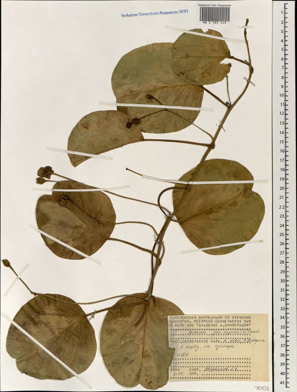 Ipomoea pes-caprae (L.) R. Br., Africa (AFR) (Seychelles)