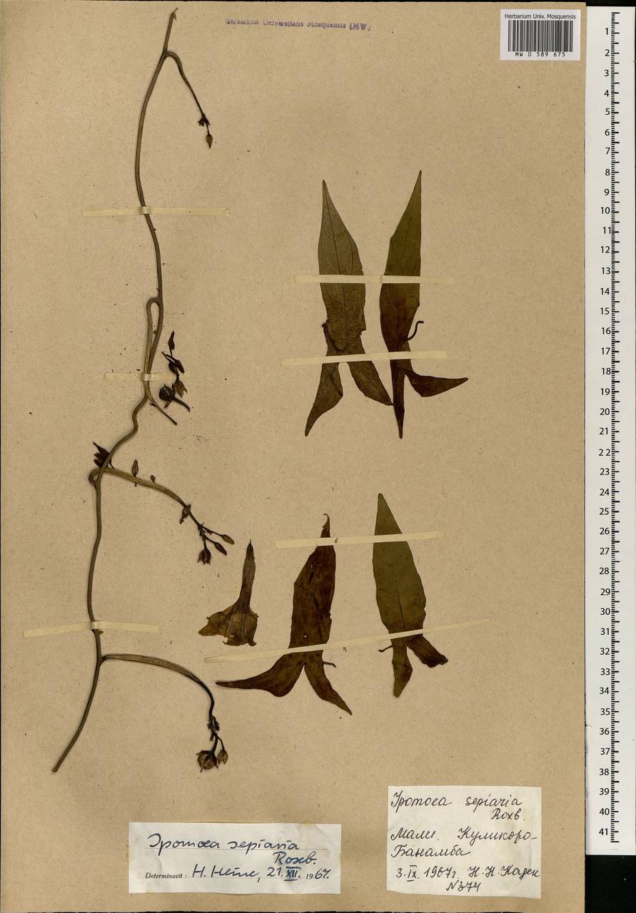 Ipomoea sagittifolia Burm. fil., Africa (AFR) (Mali)