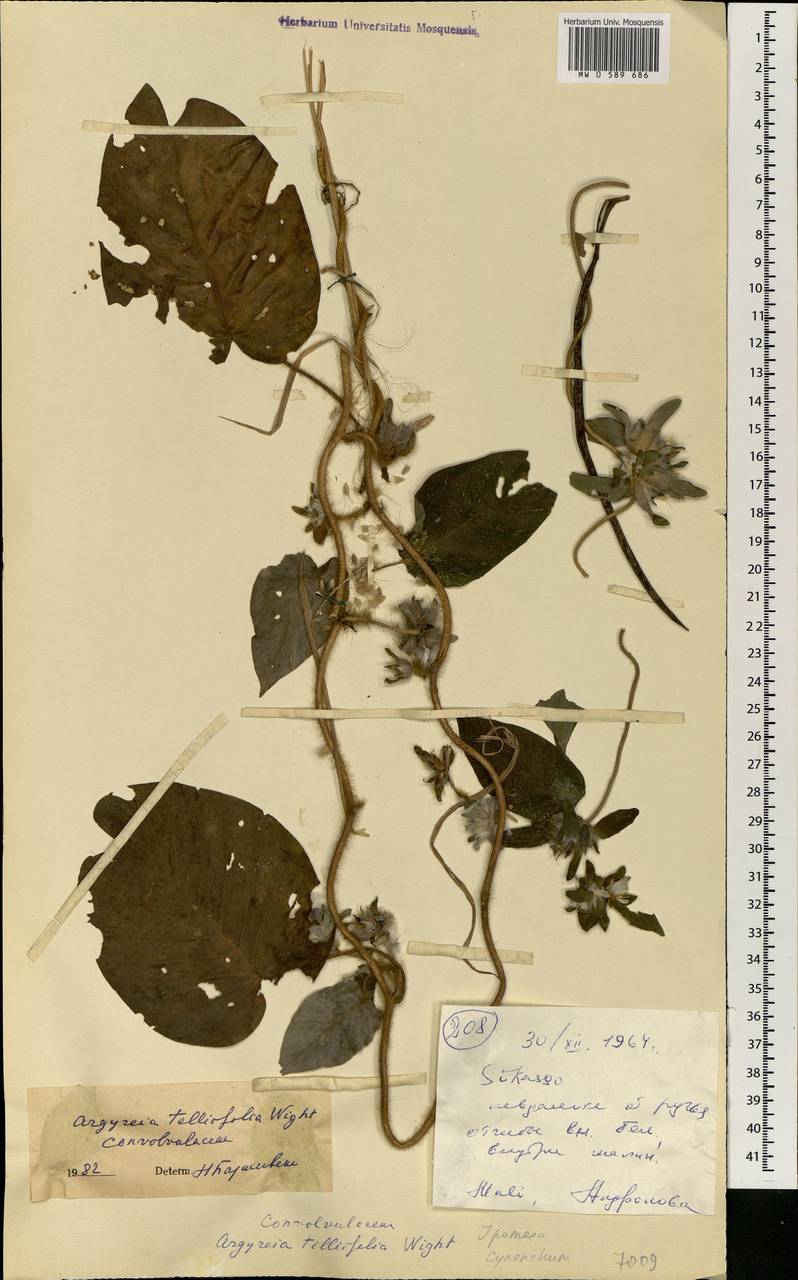 Stictocardia tiliifolia subsp. tiliifolia, Africa (AFR) (Mali)