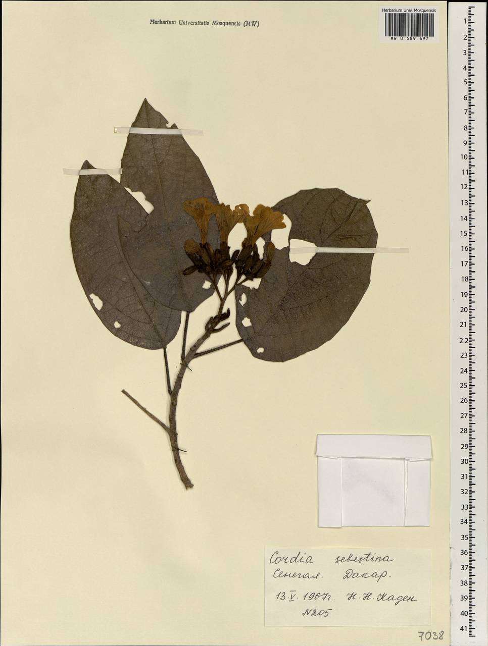 Cordia sebestena L., Africa (AFR) (Senegal)