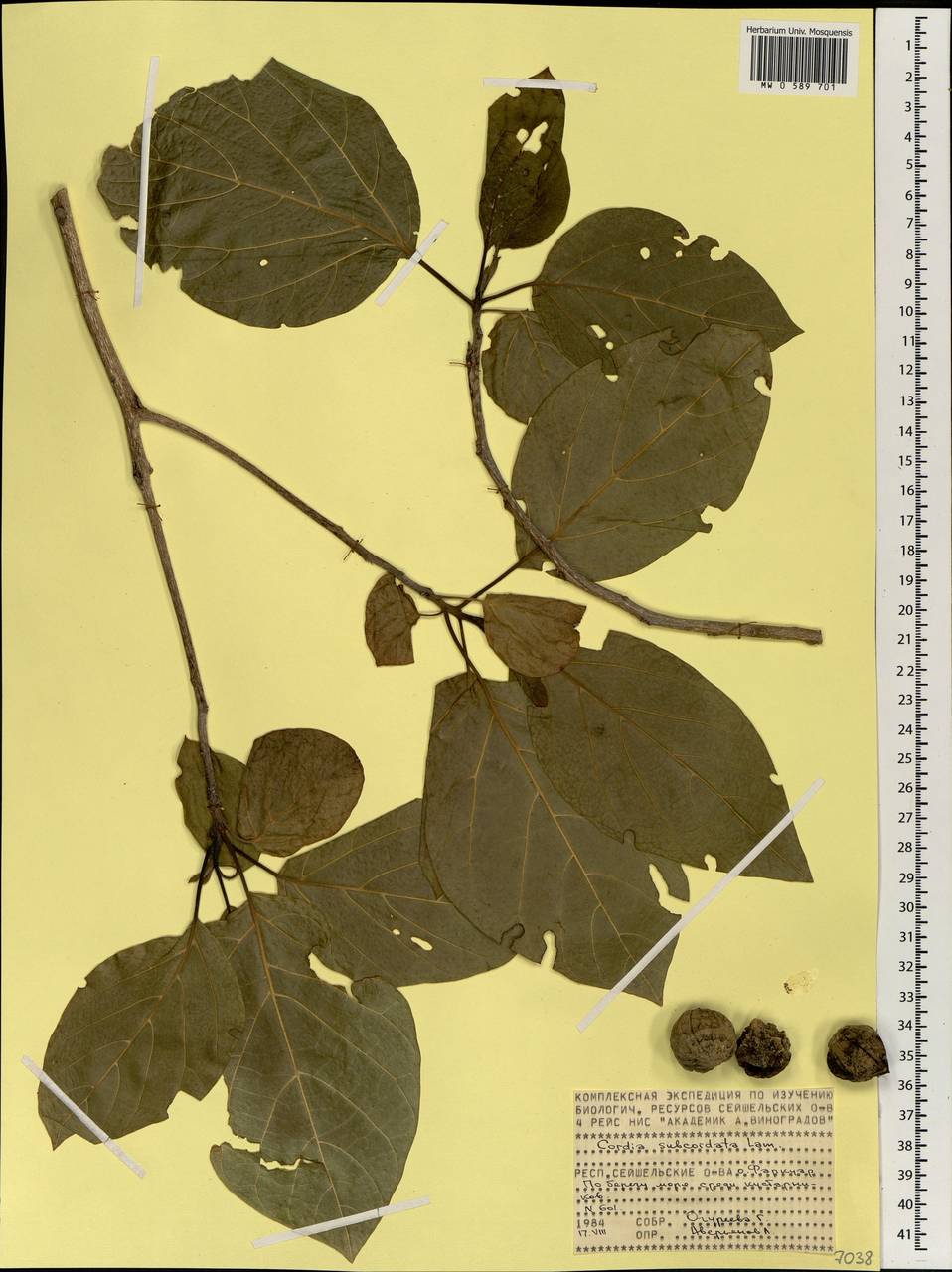 Cordia subcordata Lam., Africa (AFR) (Seychelles)