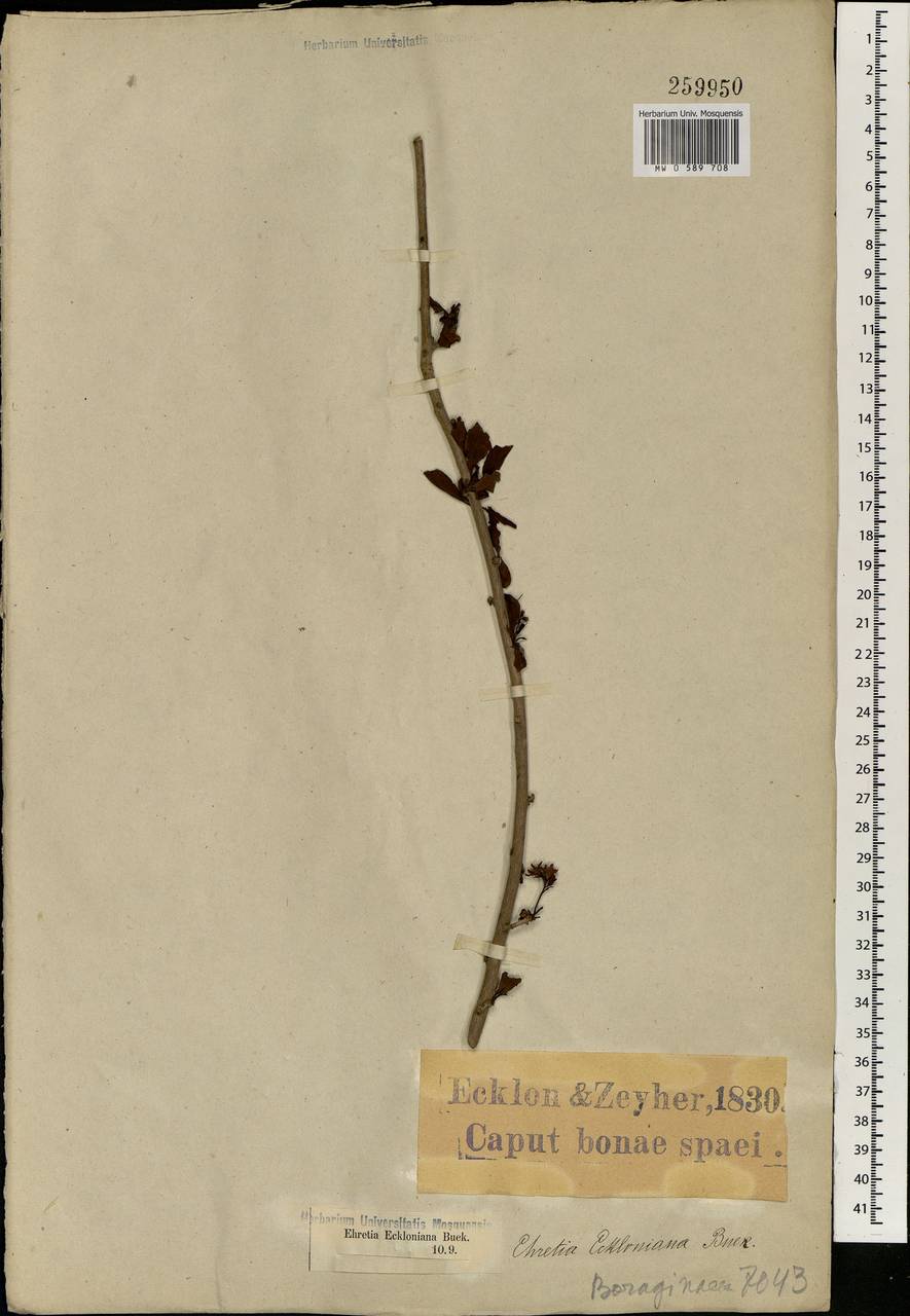 Ehretia rigida subsp. rigida, Africa (AFR) (South Africa)