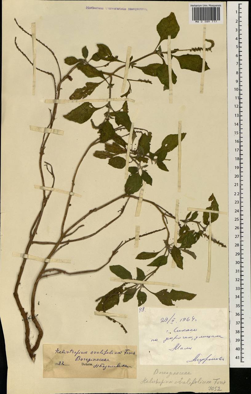 Euploca ovalifolia (Forssk.) Diane & Hilger, Africa (AFR) (Mali)