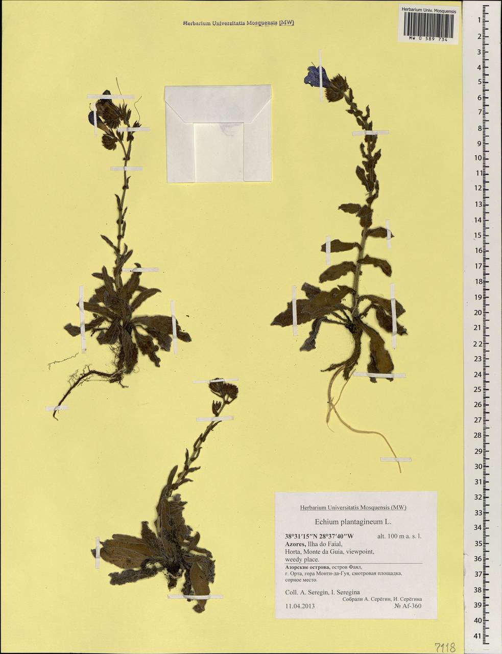 Echium plantagineum L., Africa (AFR) (Portugal)