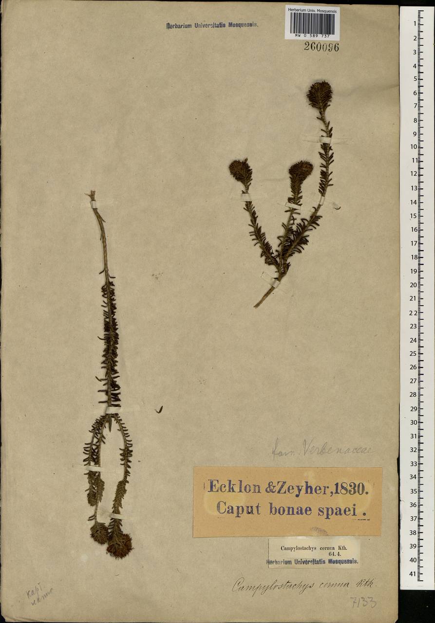 Campylostachys cernua (L. fil.) Kunth, Africa (AFR) (South Africa)
