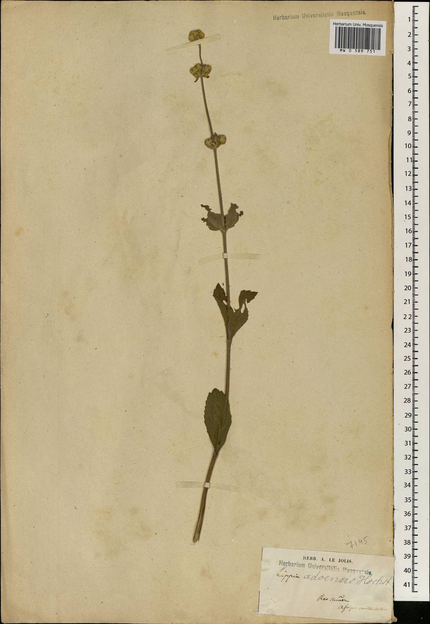 Lippia abyssinica (Otto & A.Dietr.) Cufod., Africa (AFR) (Guinea)