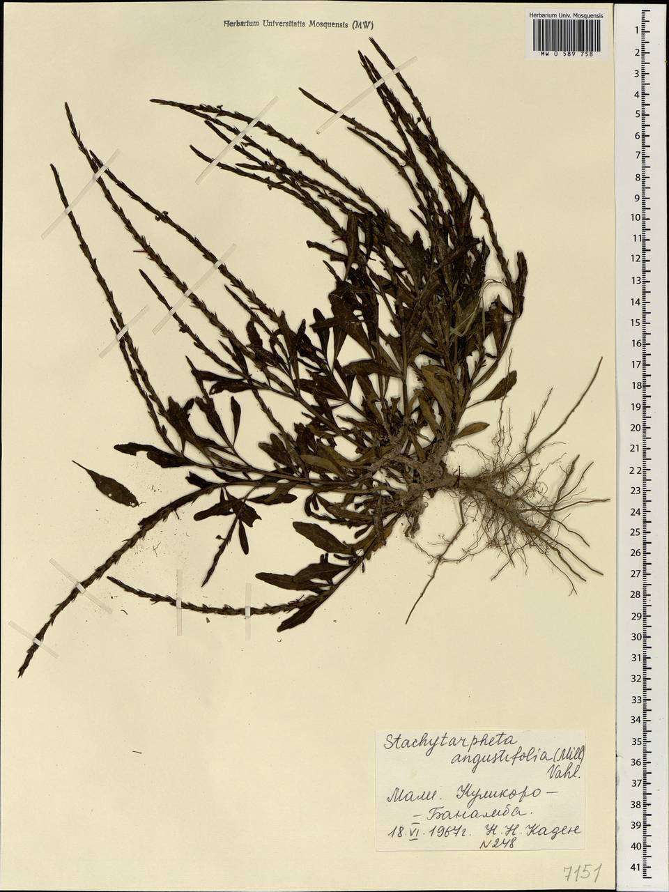 Stachytarpheta indica (L.) Vahl, Africa (AFR) (Mali)