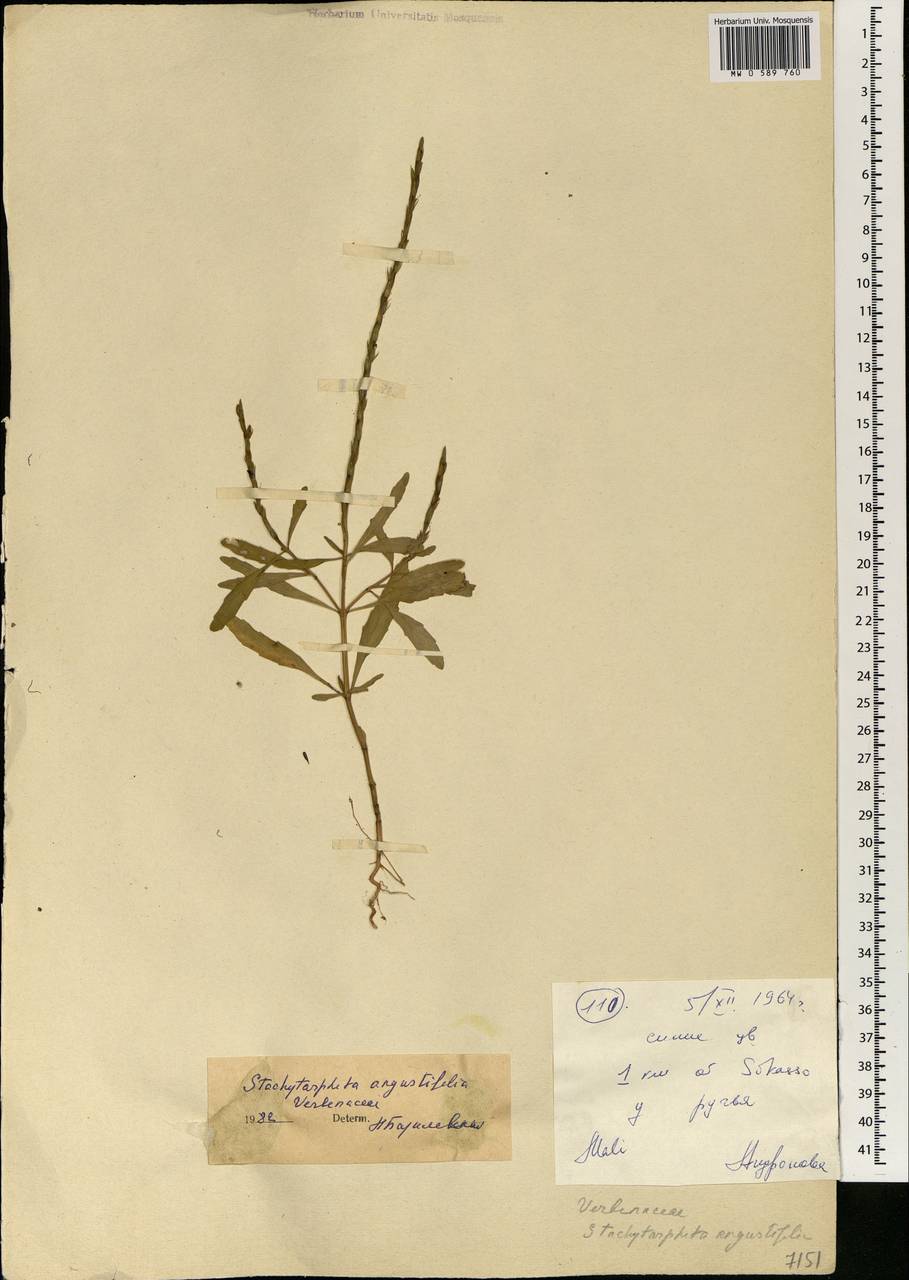 Stachytarpheta indica (L.) Vahl, Africa (AFR) (Mali)