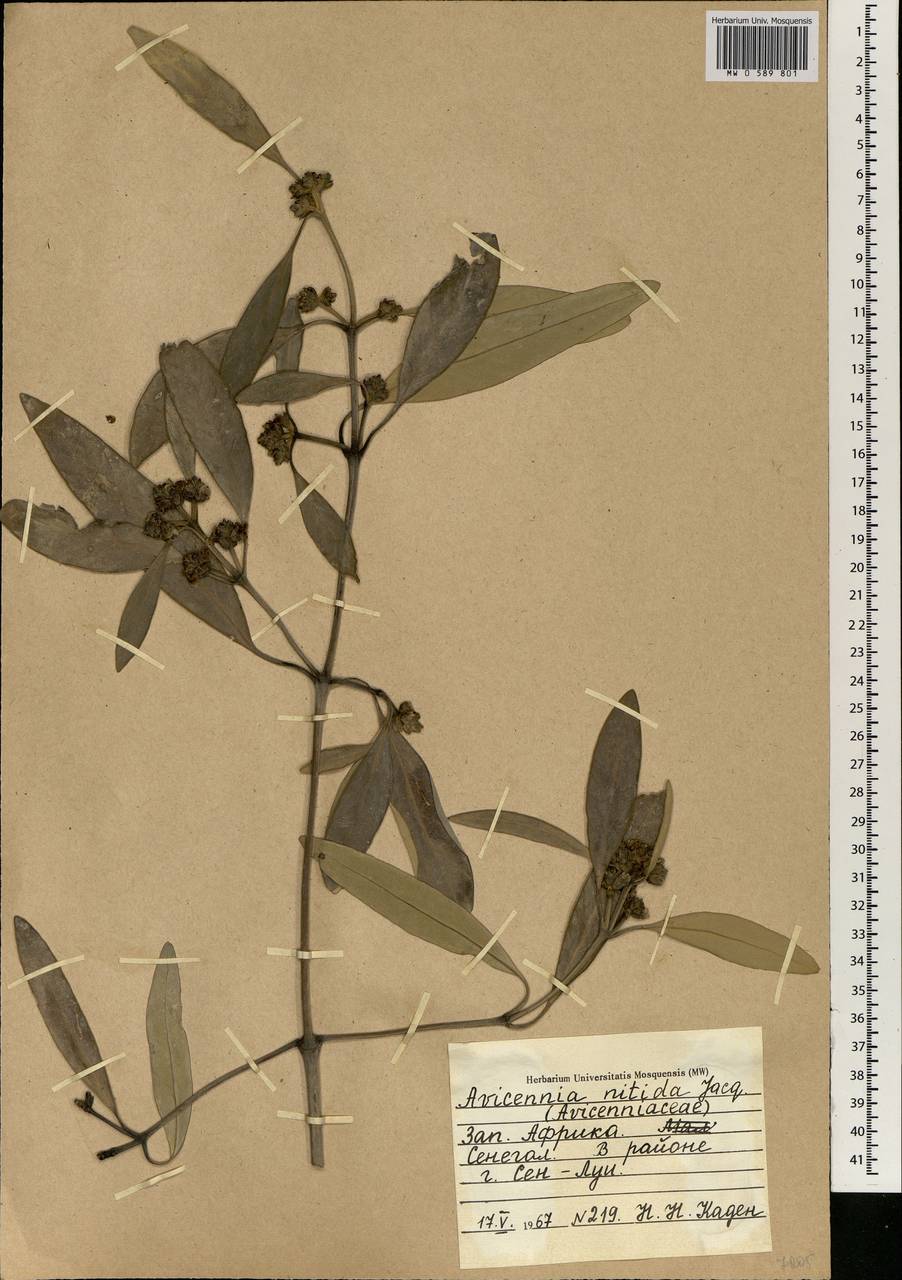 Avicennia germinans (L.) L., Africa (AFR) (Senegal)