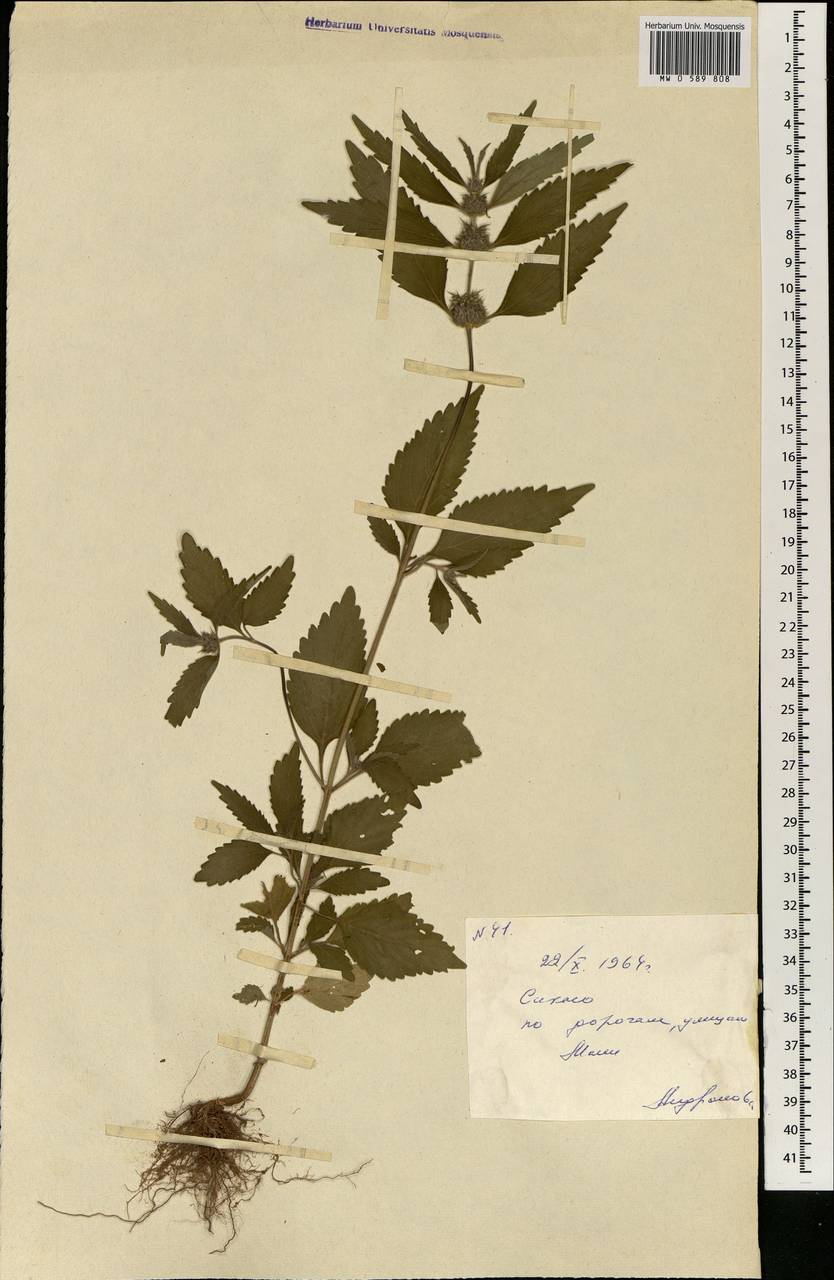 Lamiaceae, Africa (AFR) (Mali)