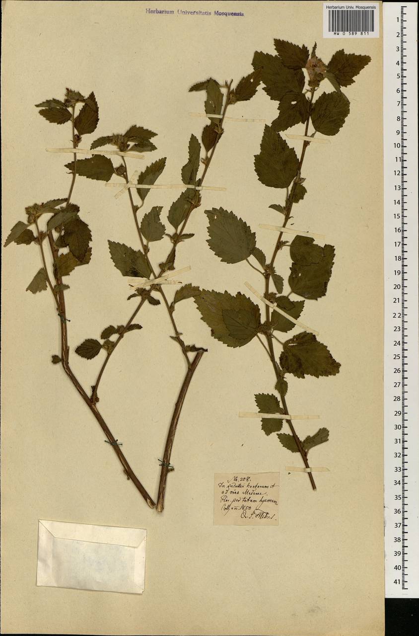 Lamiaceae, Africa (AFR) (Portugal)