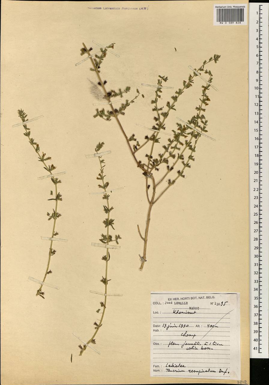 Teucrium resupinatum Desf., Africa (AFR) (Morocco)