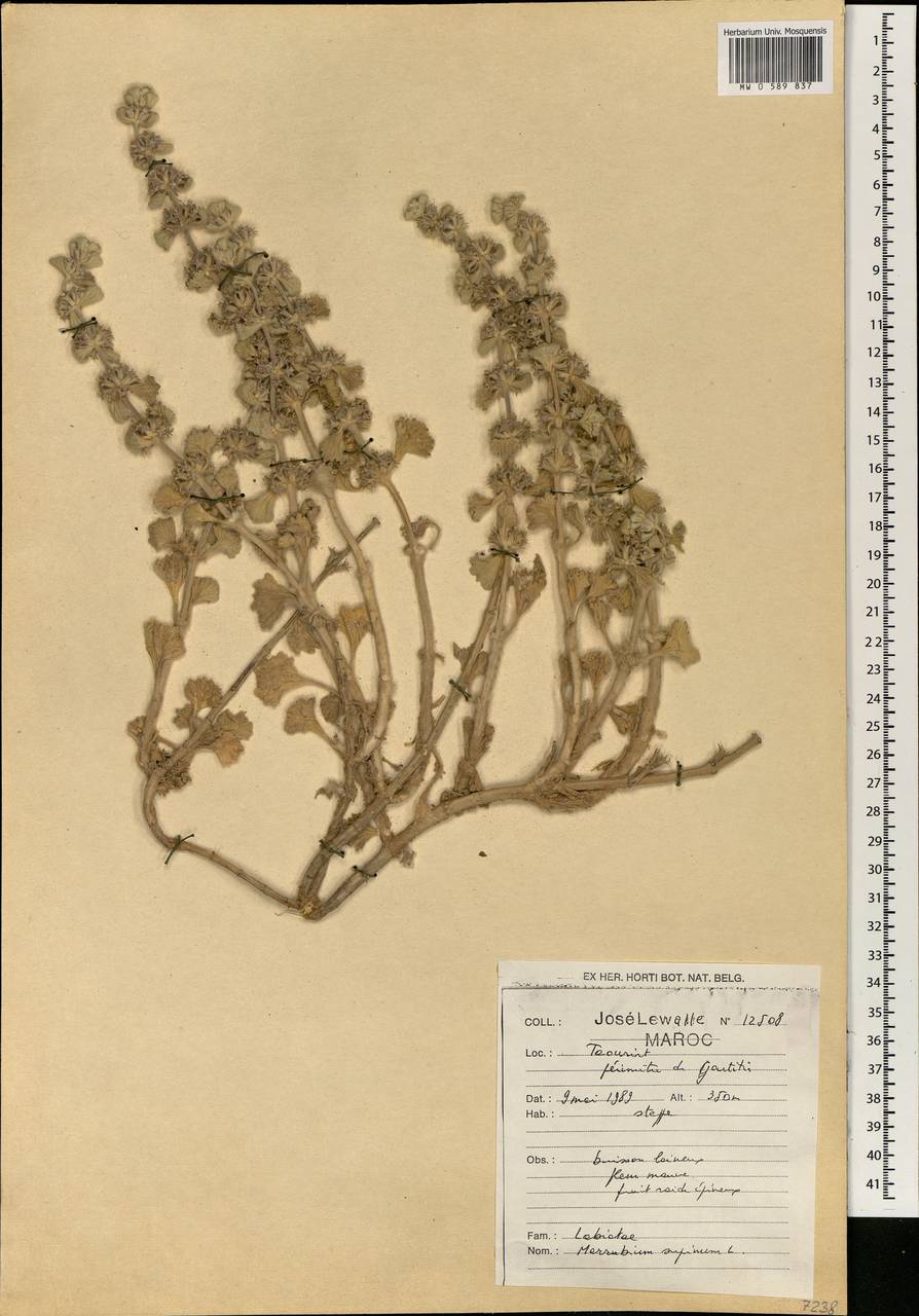 Marrubium supinum L., Africa (AFR) (Morocco)