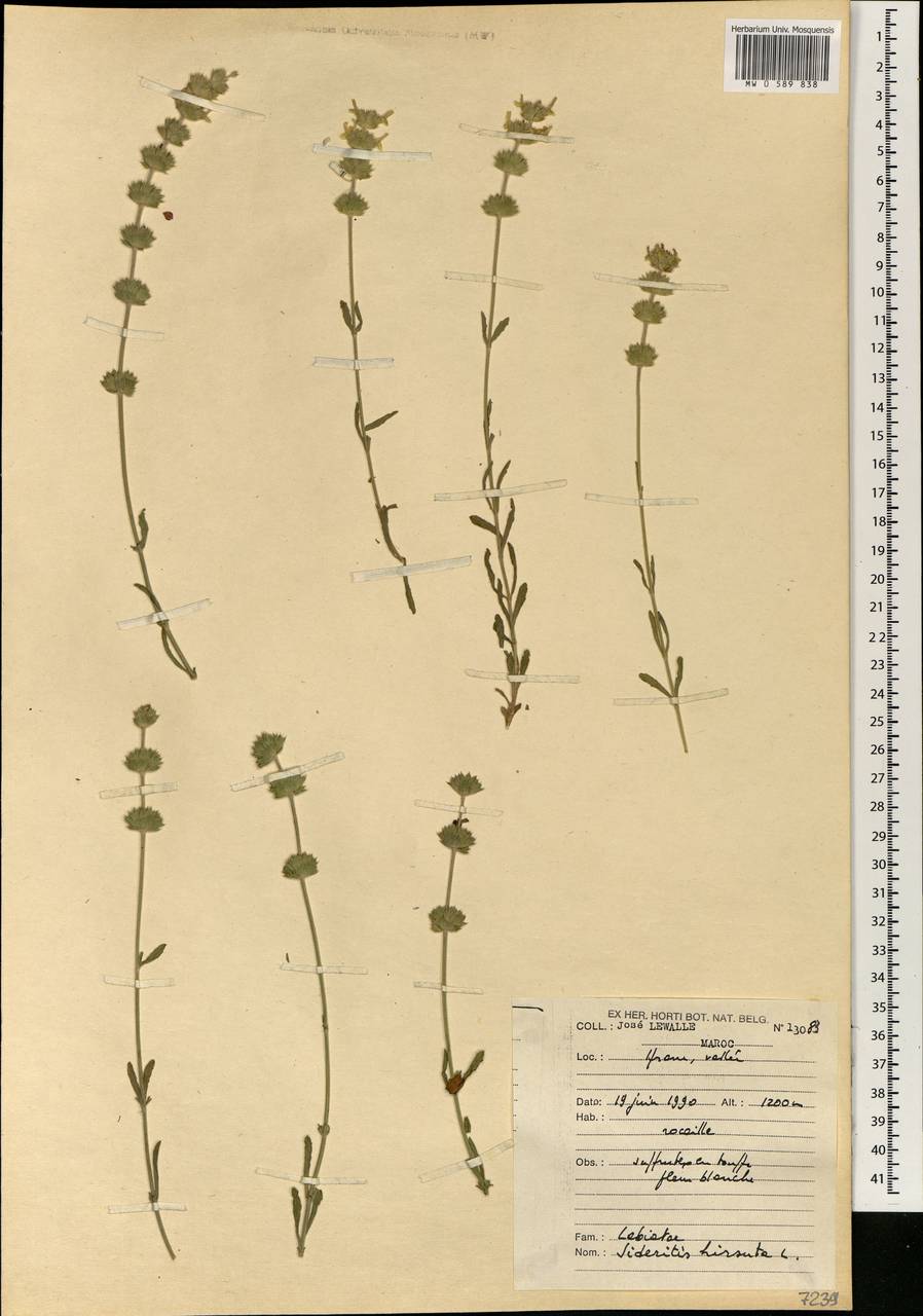 Sideritis hirsuta L., Africa (AFR) (Morocco)