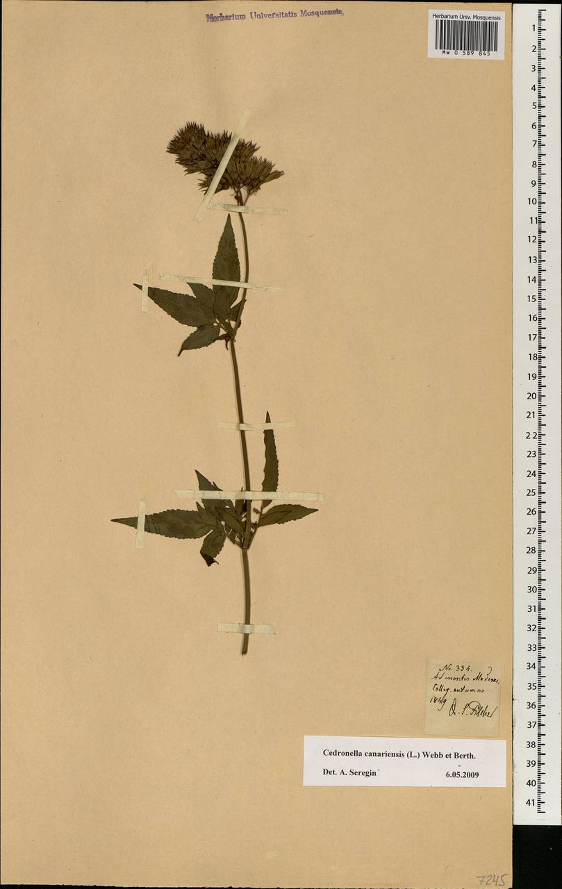 Cedronella canariensis (L.) Webb & Berthel., Africa (AFR) (Portugal)