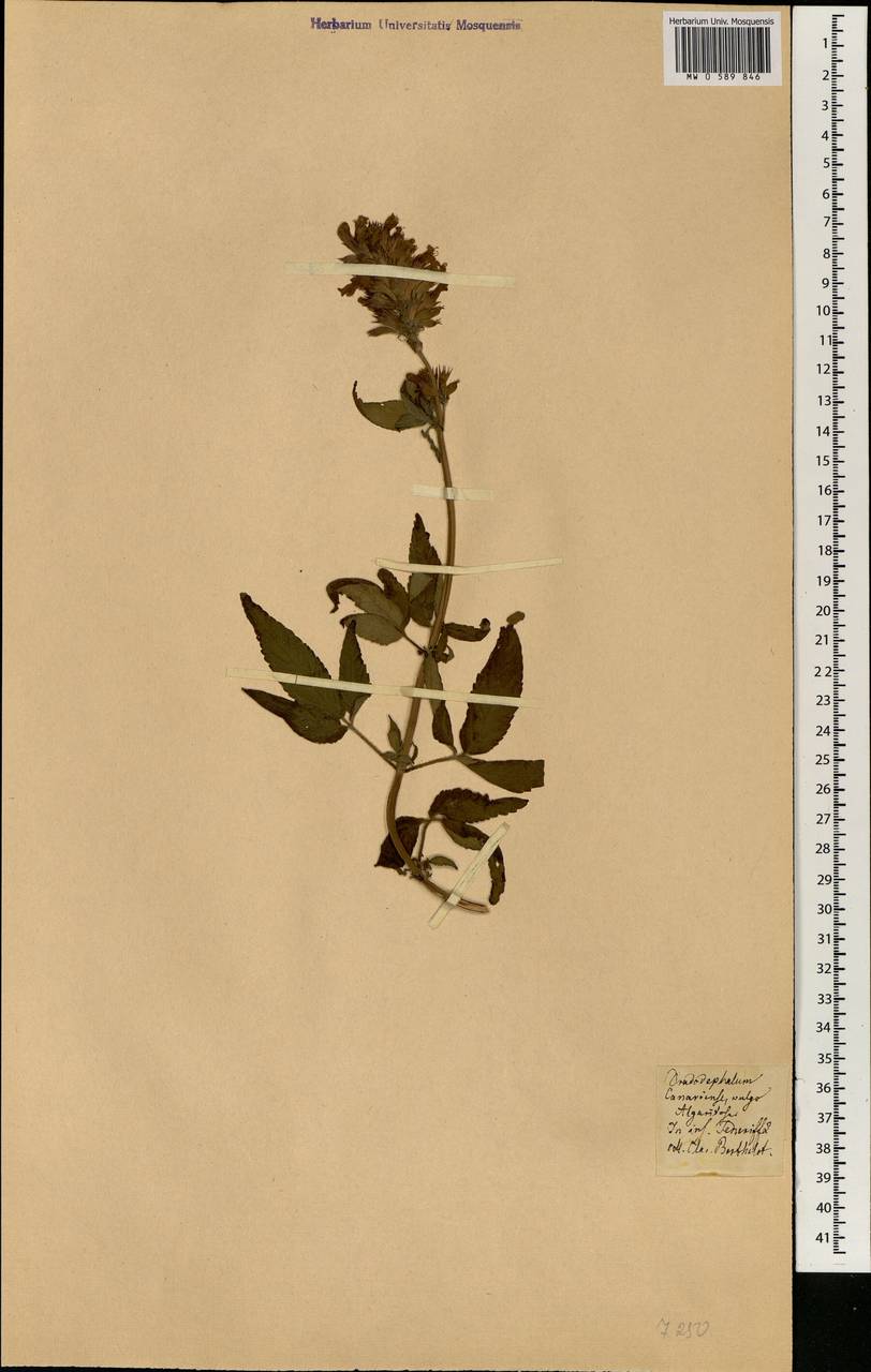 Cedronella canariensis (L.) Webb & Berthel., Africa (AFR) (Spain)