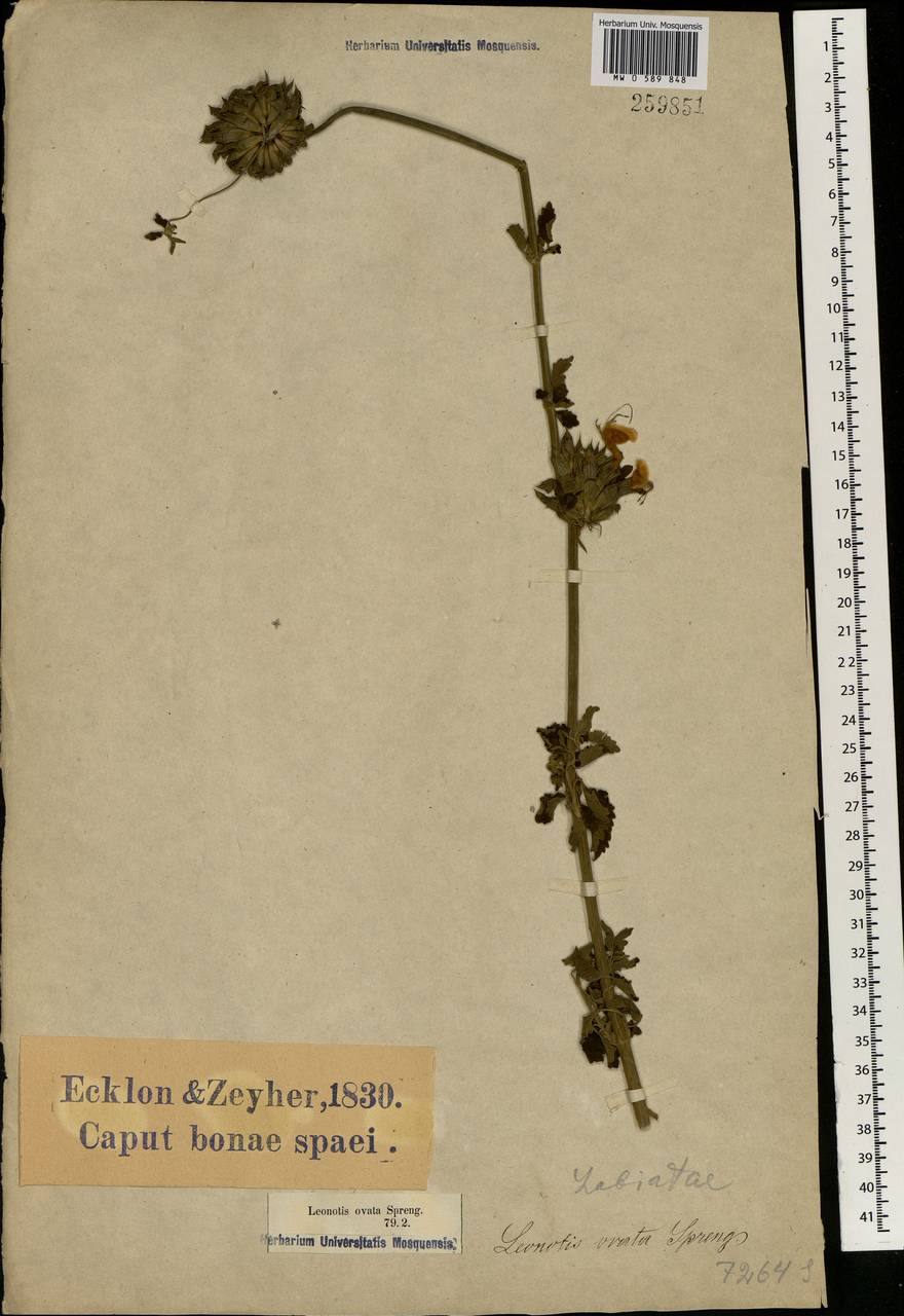 Leonotis ocymifolia var. ocymifolia, Africa (AFR) (South Africa)