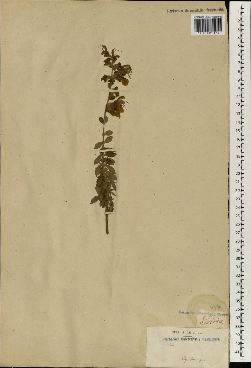 Salvia, Africa (AFR) (South Africa)