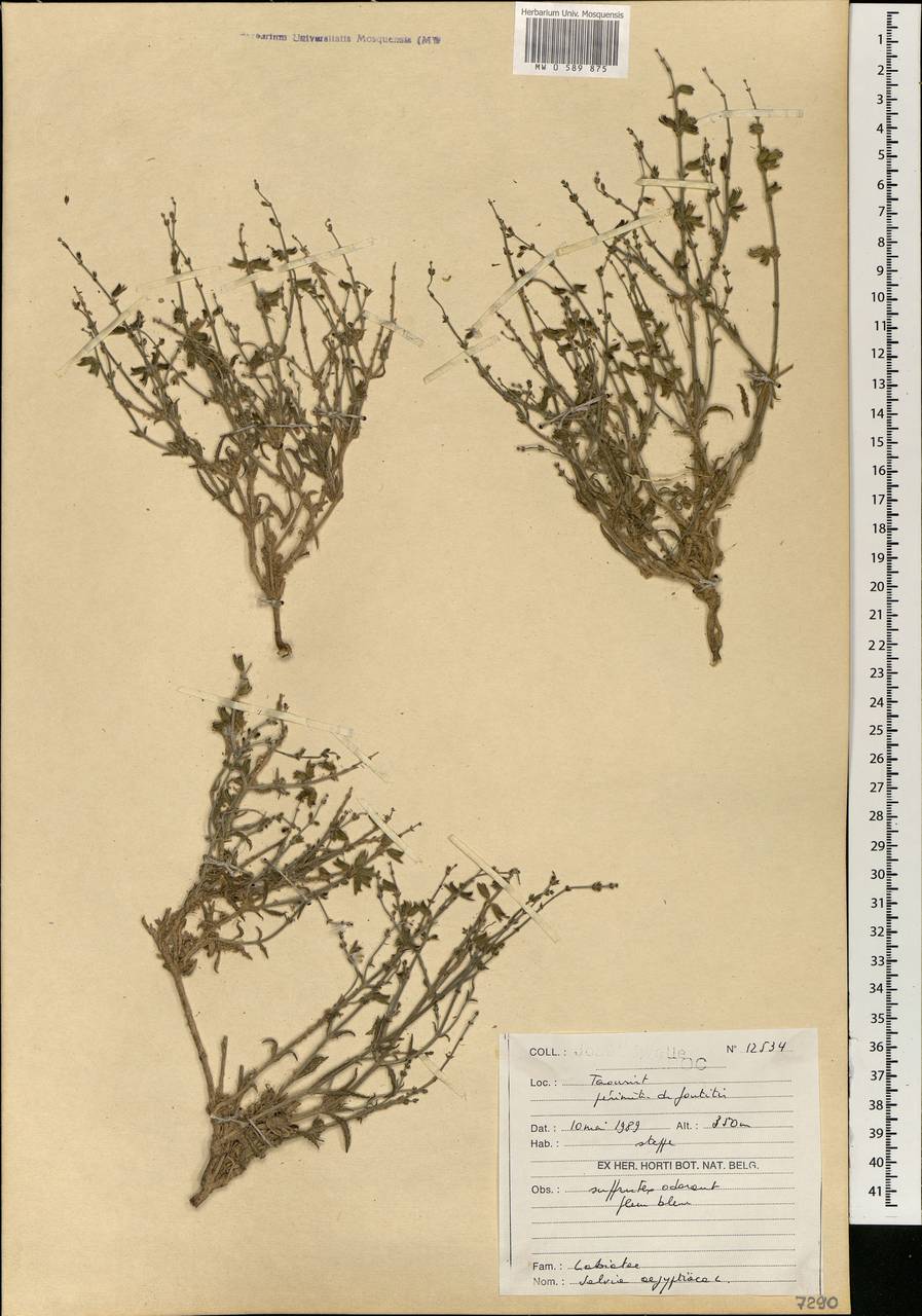 Salvia aegyptiaca L., Africa (AFR) (Morocco)