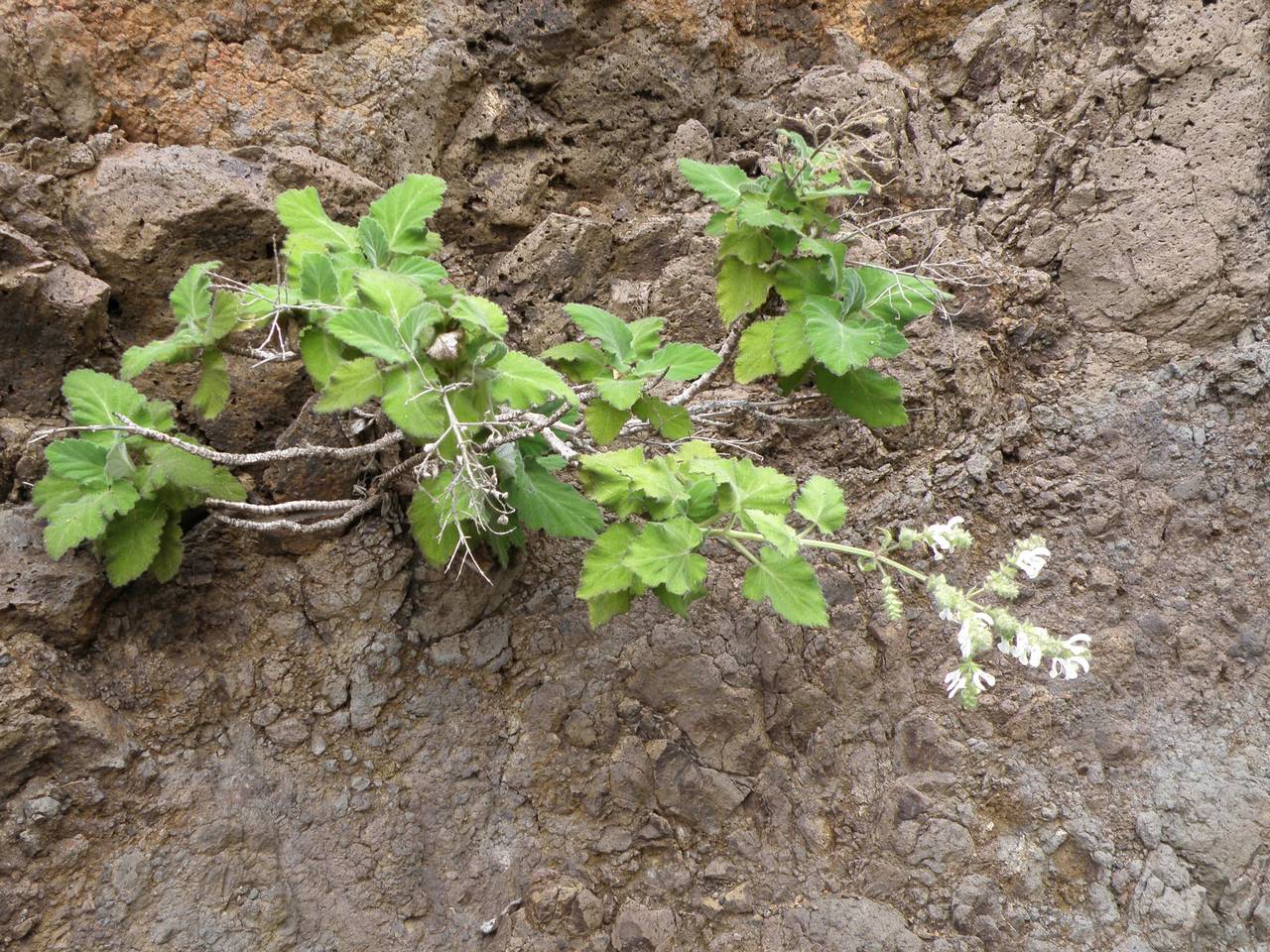 Salvia broussonetii Benth., Africa (AFR) (Spain)