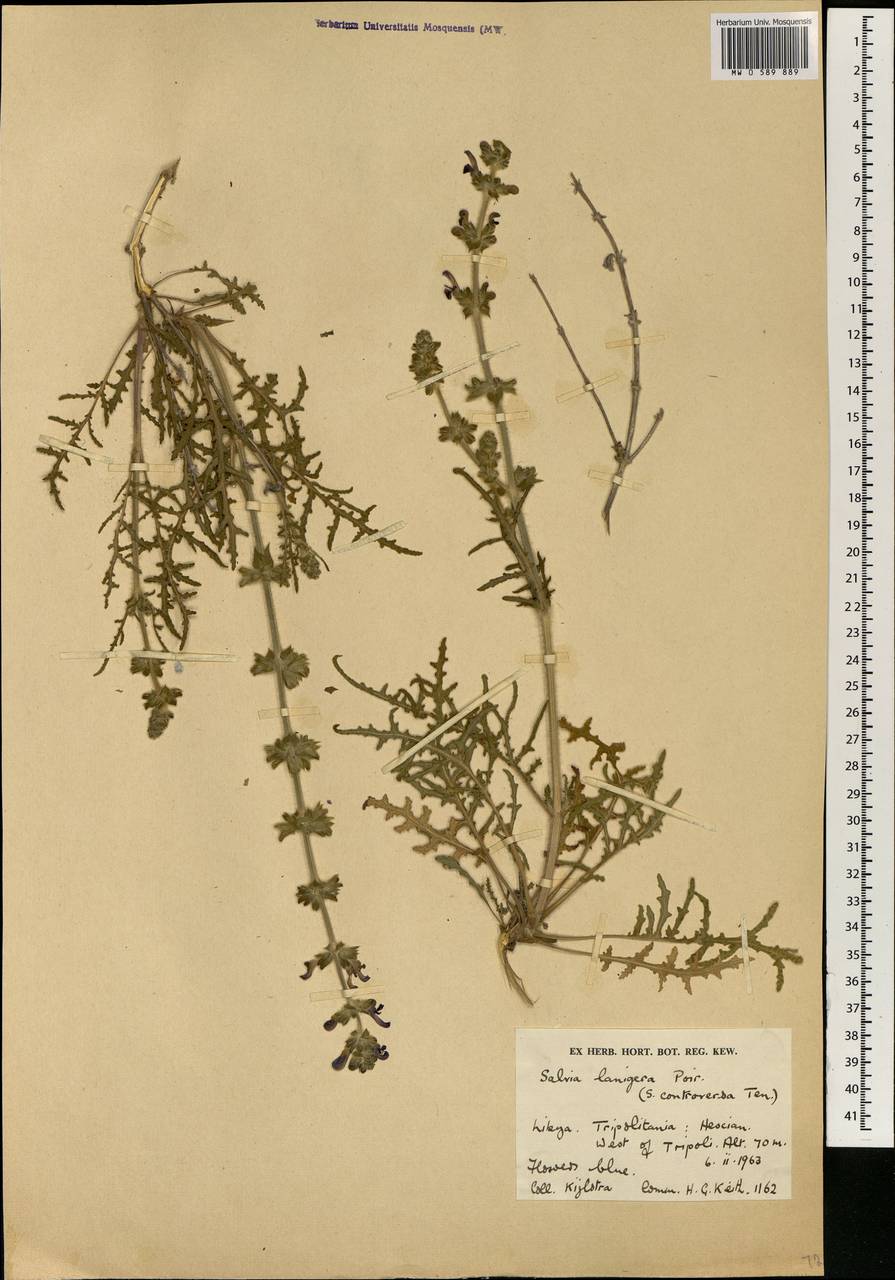 Salvia lanigera Poir., Africa (AFR) (Libya)