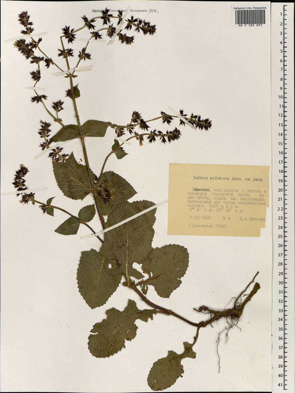 Salvia nilotica Juss. ex Jacq., Africa (AFR) (Ethiopia)