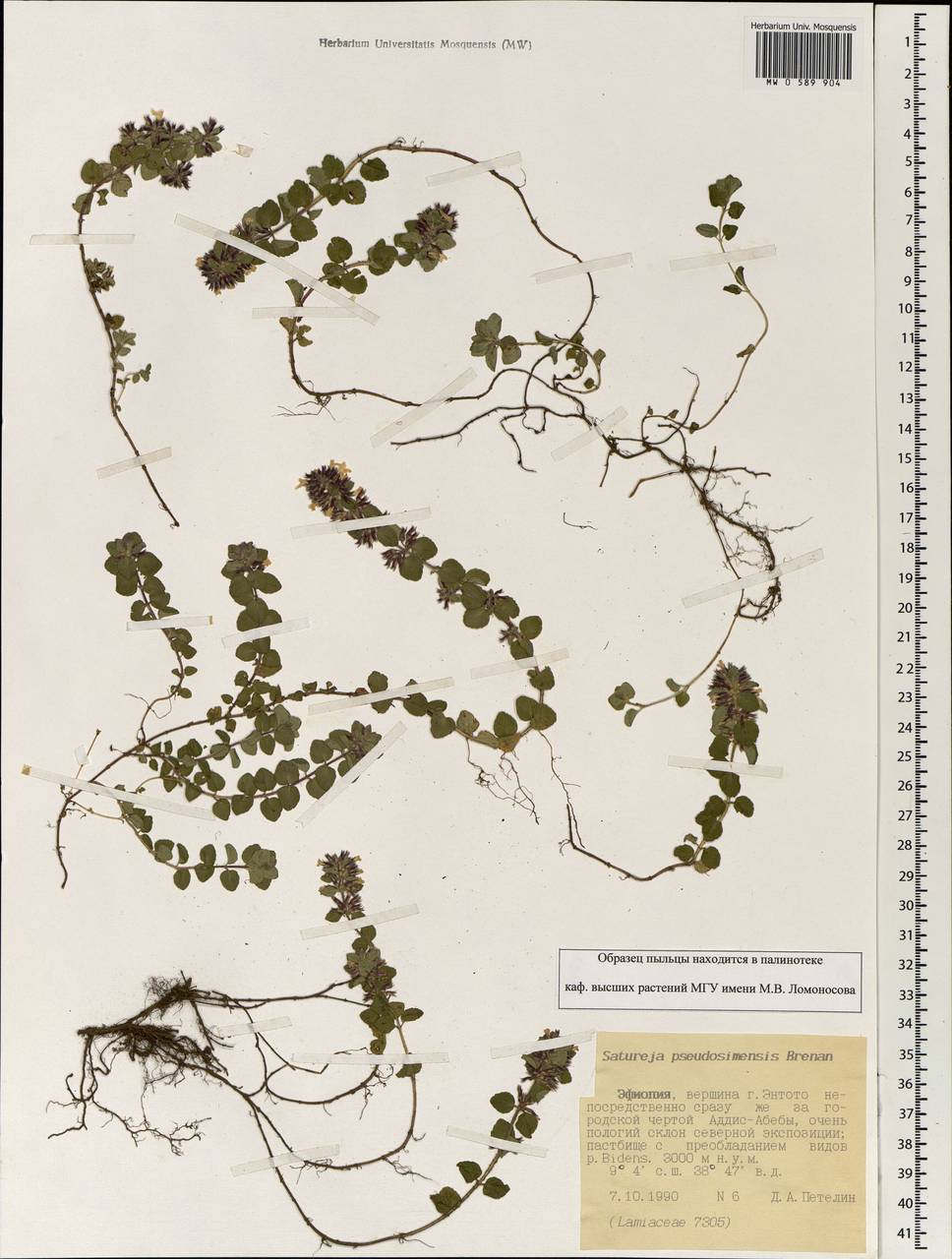 Clinopodium uhligii var. obtusifolium (Avetta) Ryding, Africa (AFR) (Ethiopia)