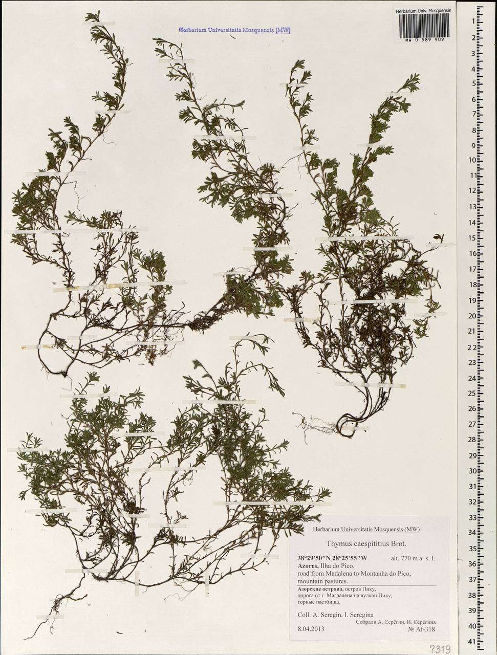 Thymus caespititius Brot., Africa (AFR) (Portugal)
