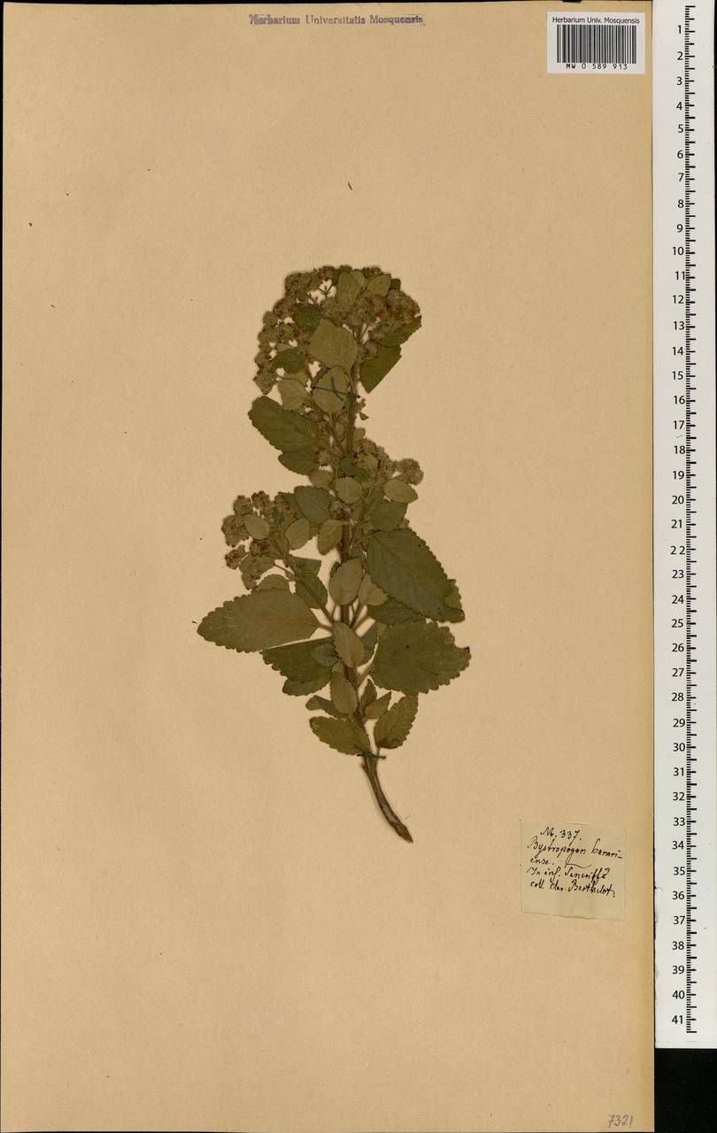 Bystropogon canariensis (L.) L'Hér., Africa (AFR) (Spain)