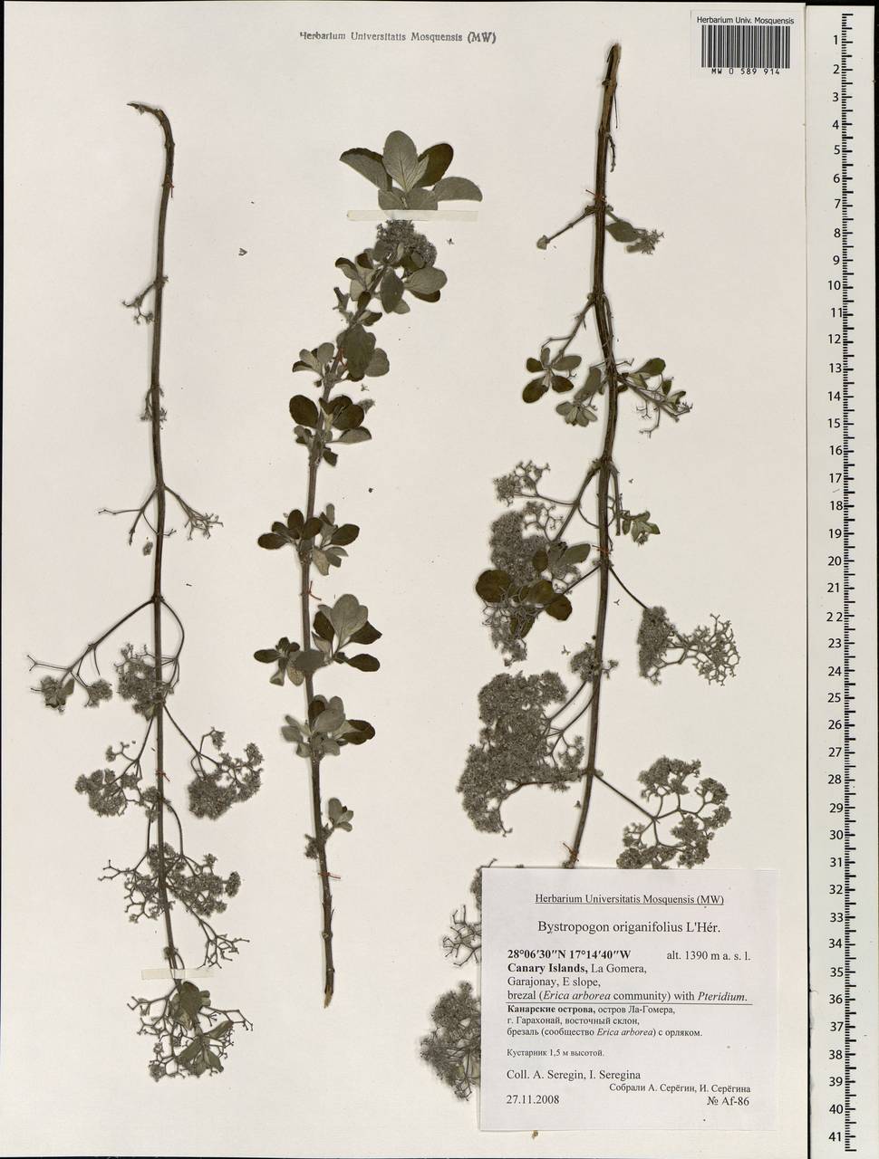 Bystropogon origanifolius L'Hér., Africa (AFR) (Spain)