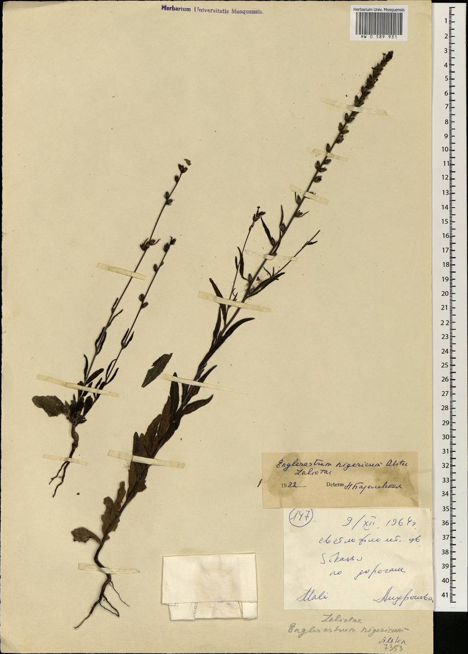 Plectranthus nigericus (Alston) ined., Africa (AFR) (Mali)
