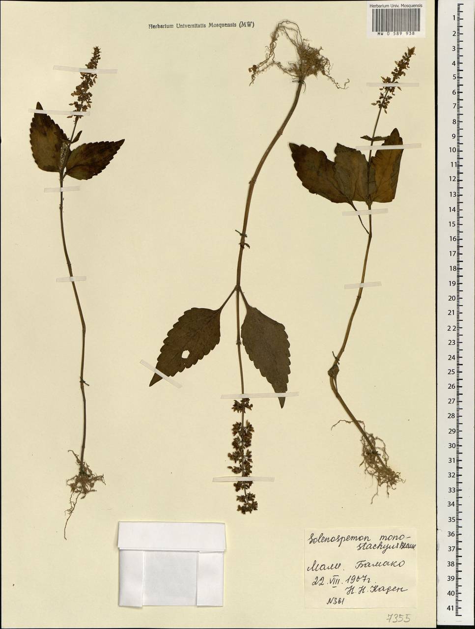 Plectranthus monostachyus (P.Beauv.) B.J.Pollard, Africa (AFR) (Mali)
