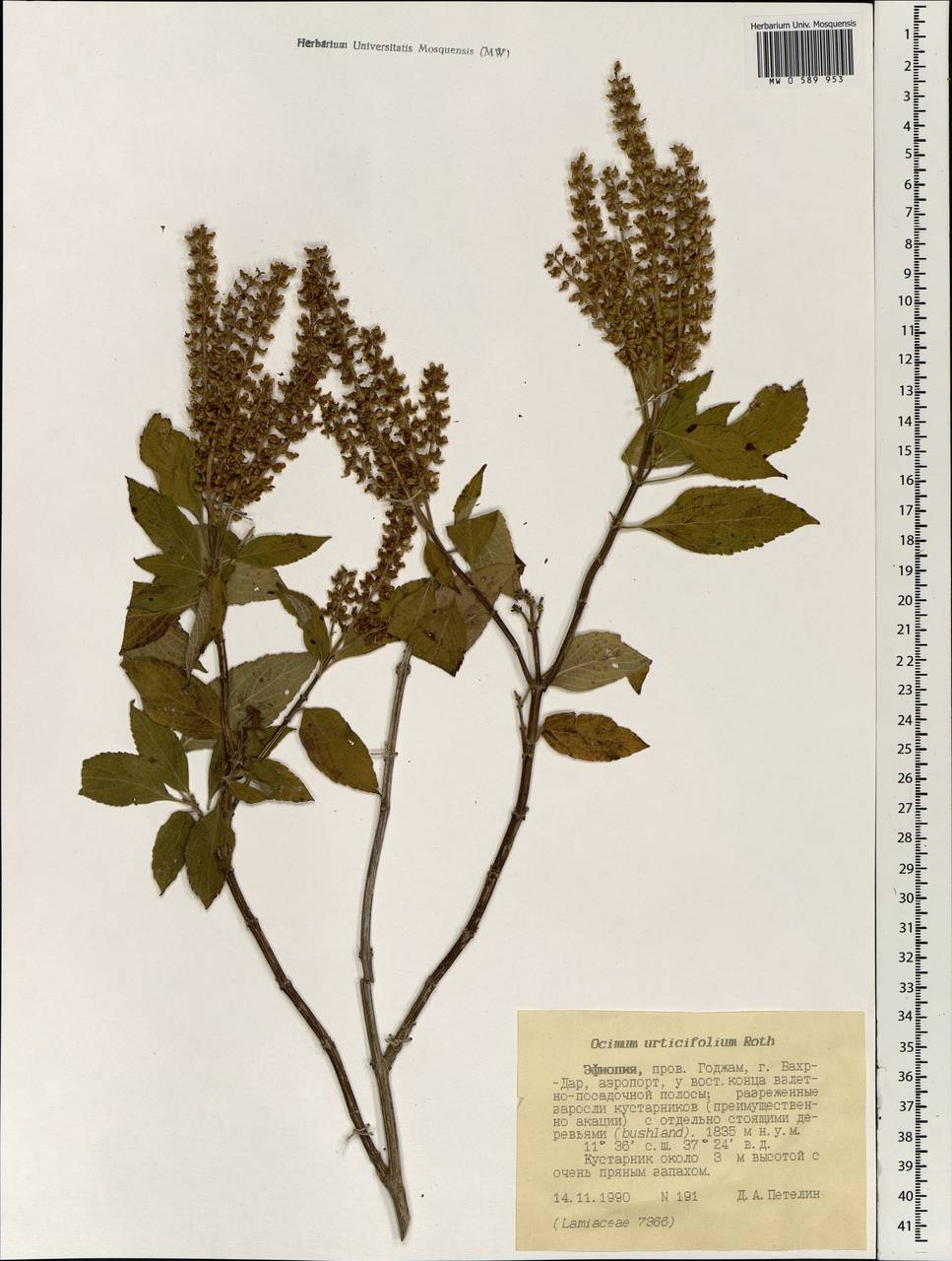 Ocimum basilicum L., Africa (AFR) (Ethiopia)