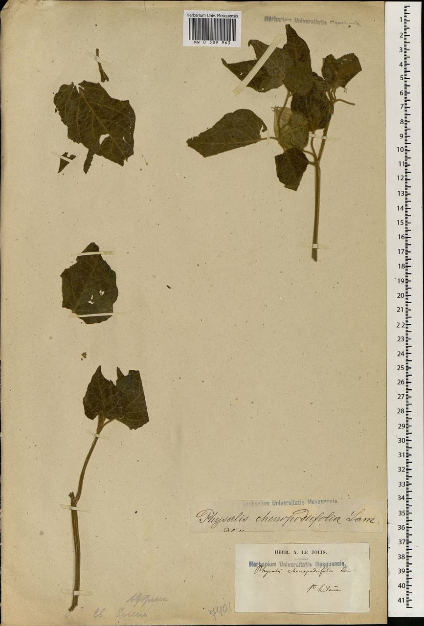 Physalis philadelphica subsp. philadelphica, Africa (AFR) (Saint Helena, Ascension and Tristan da Cunha)