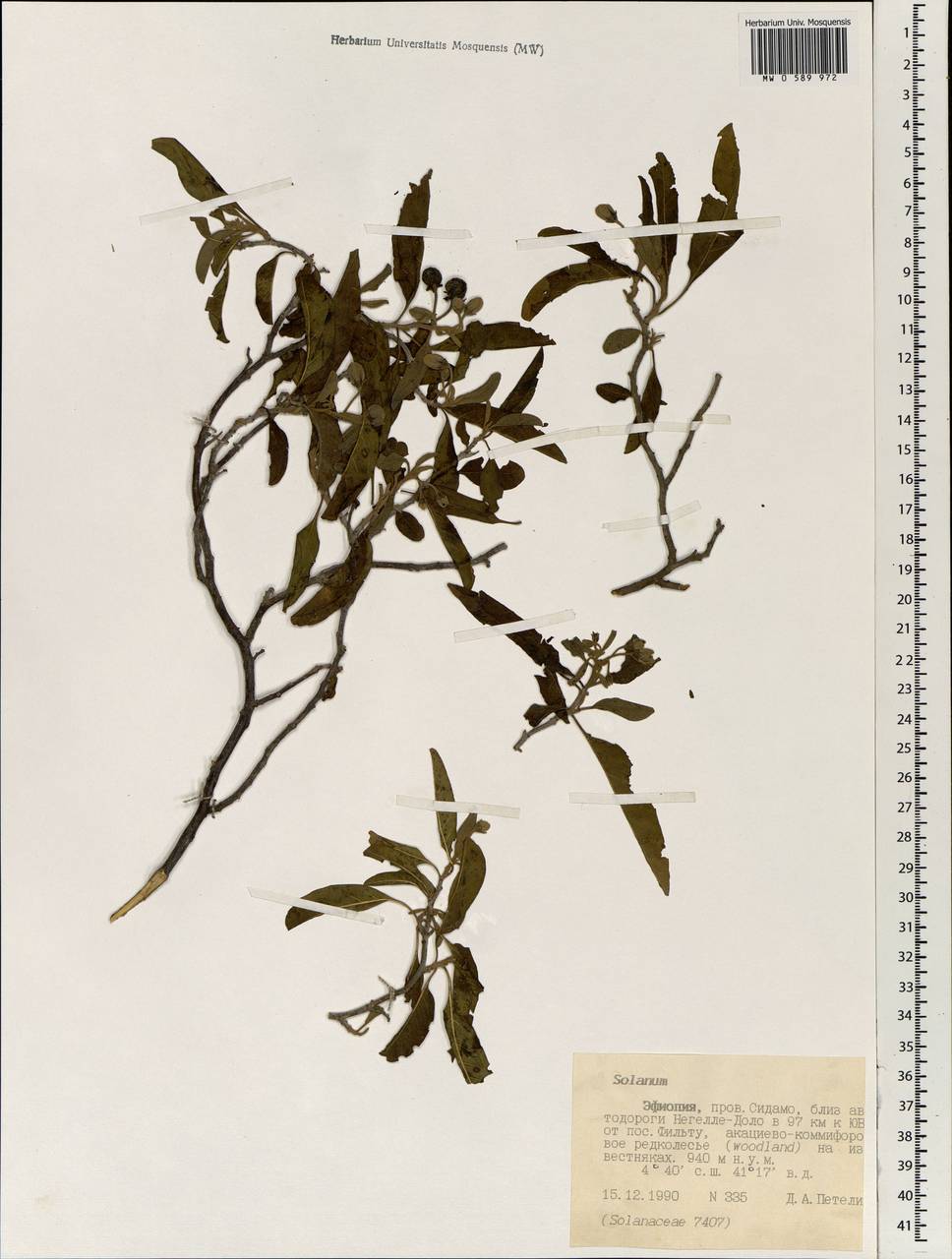 Solanum, Africa (AFR) (Ethiopia)