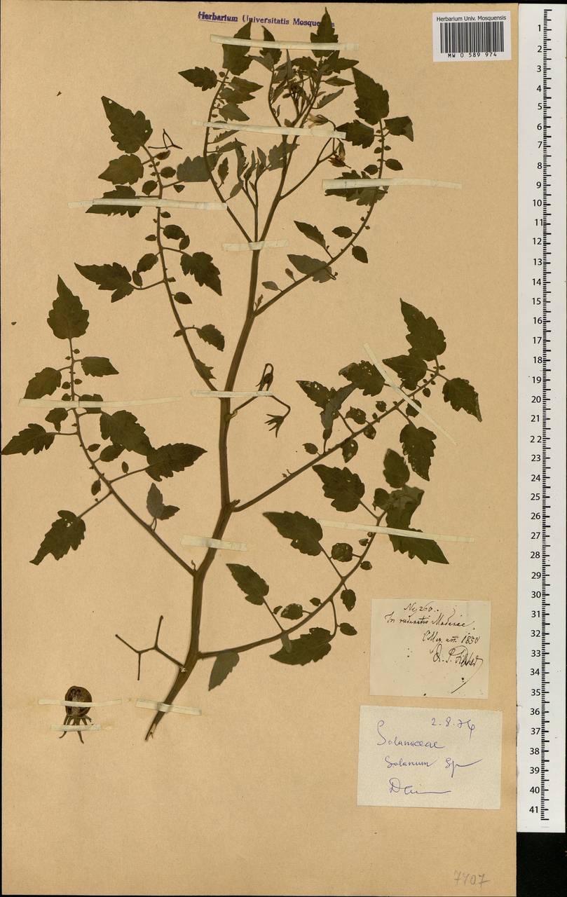 Solanum, Africa (AFR) (Portugal)