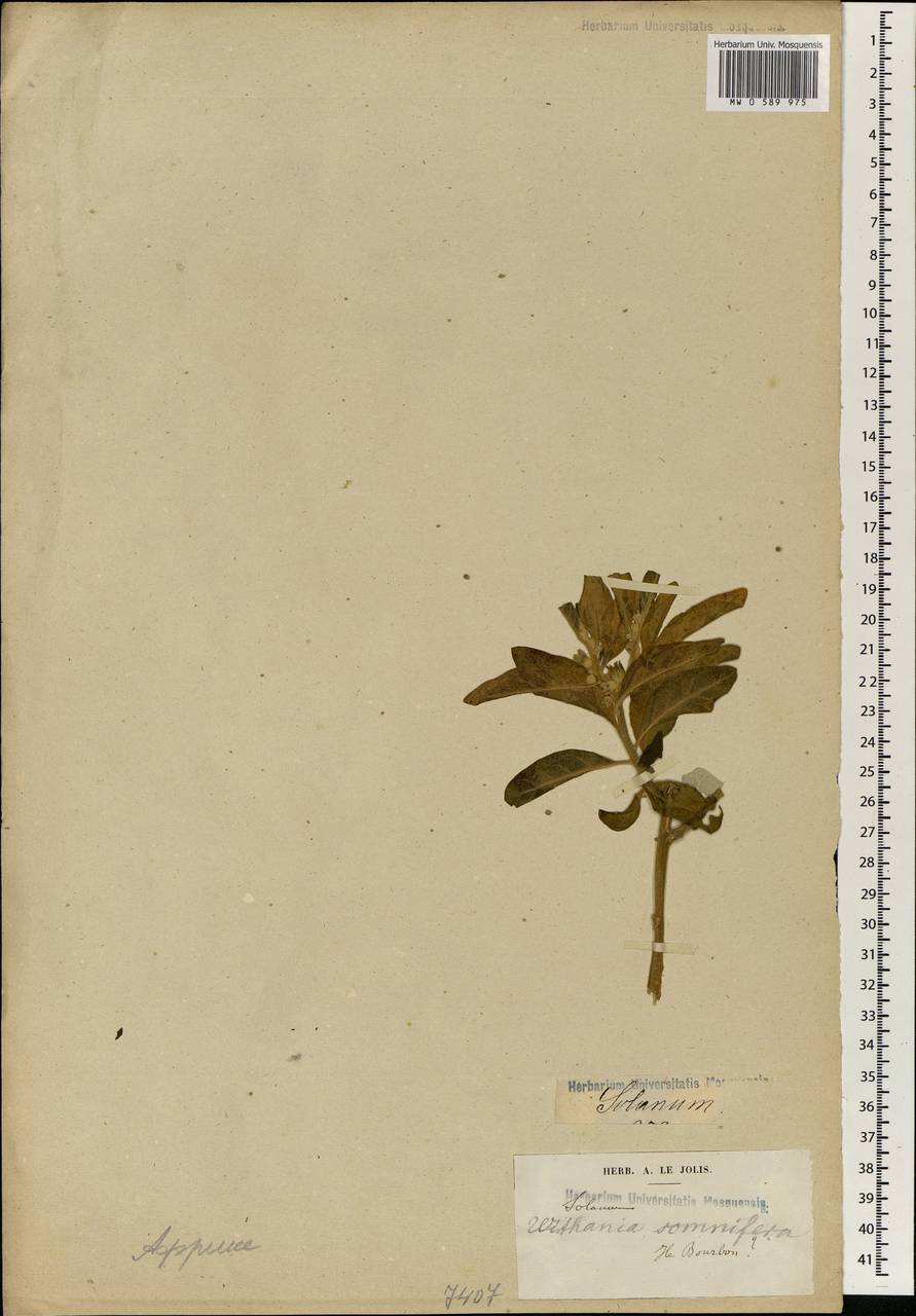 Solanum, Africa (AFR) (Réunion)